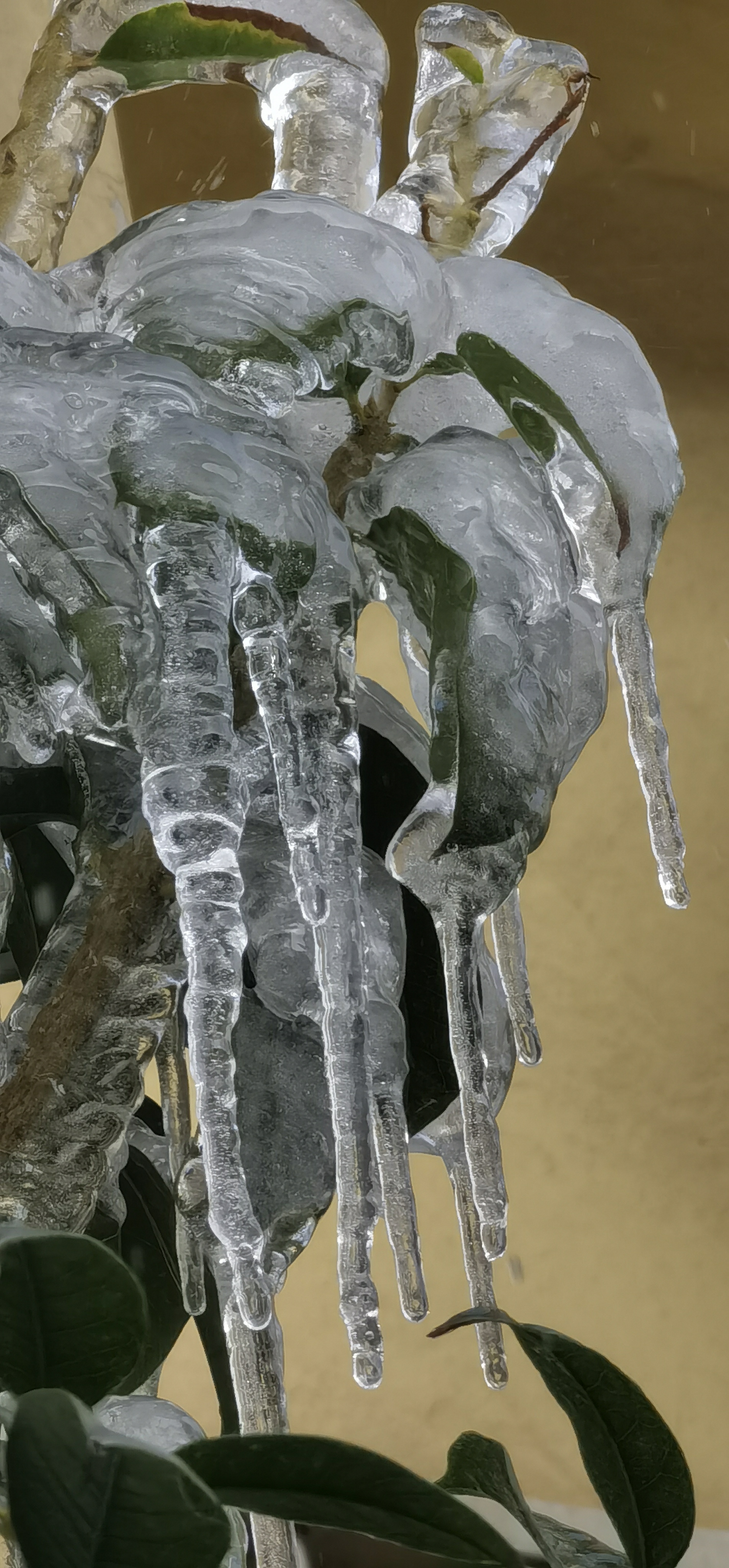 我竟然在屋檐下发现了一根根透明的冰柱悬挂在那里!好奇妙啊!