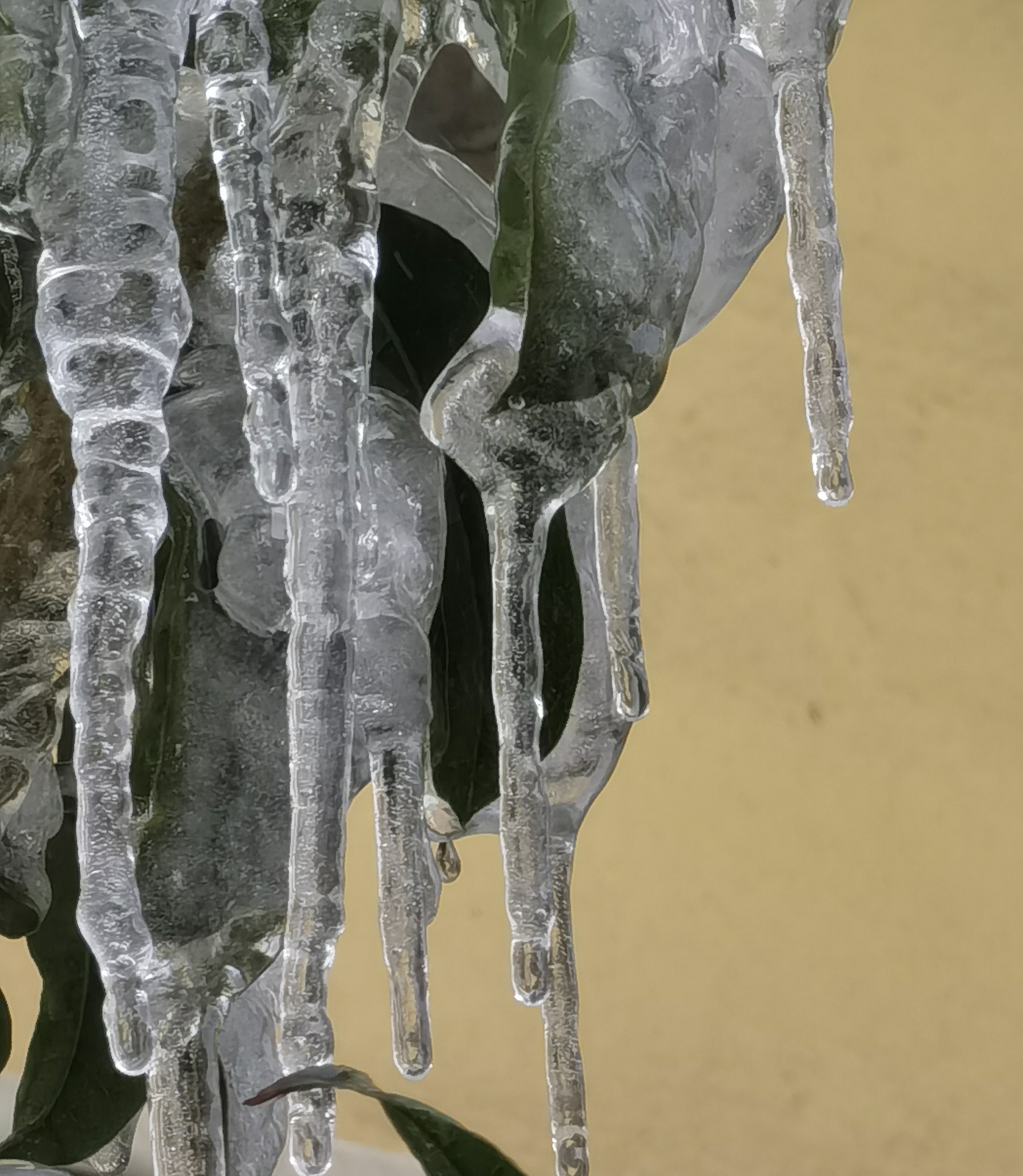 我竟然在屋檐下发现了一根根透明的冰柱悬挂在那里!好奇妙啊!