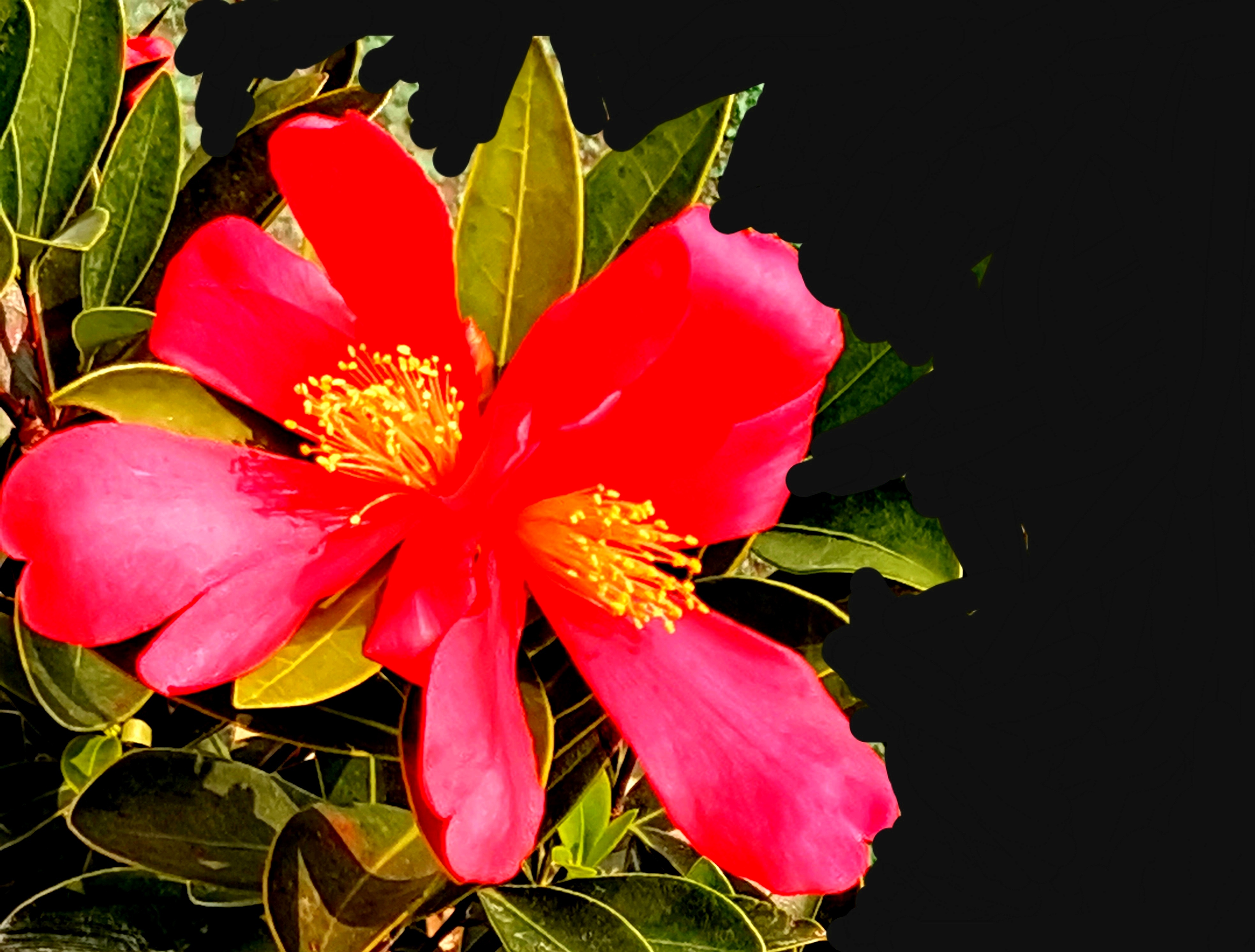 七绝(四季茶花) 一花吐艳杜鹃红,十里飘香醉悦风.