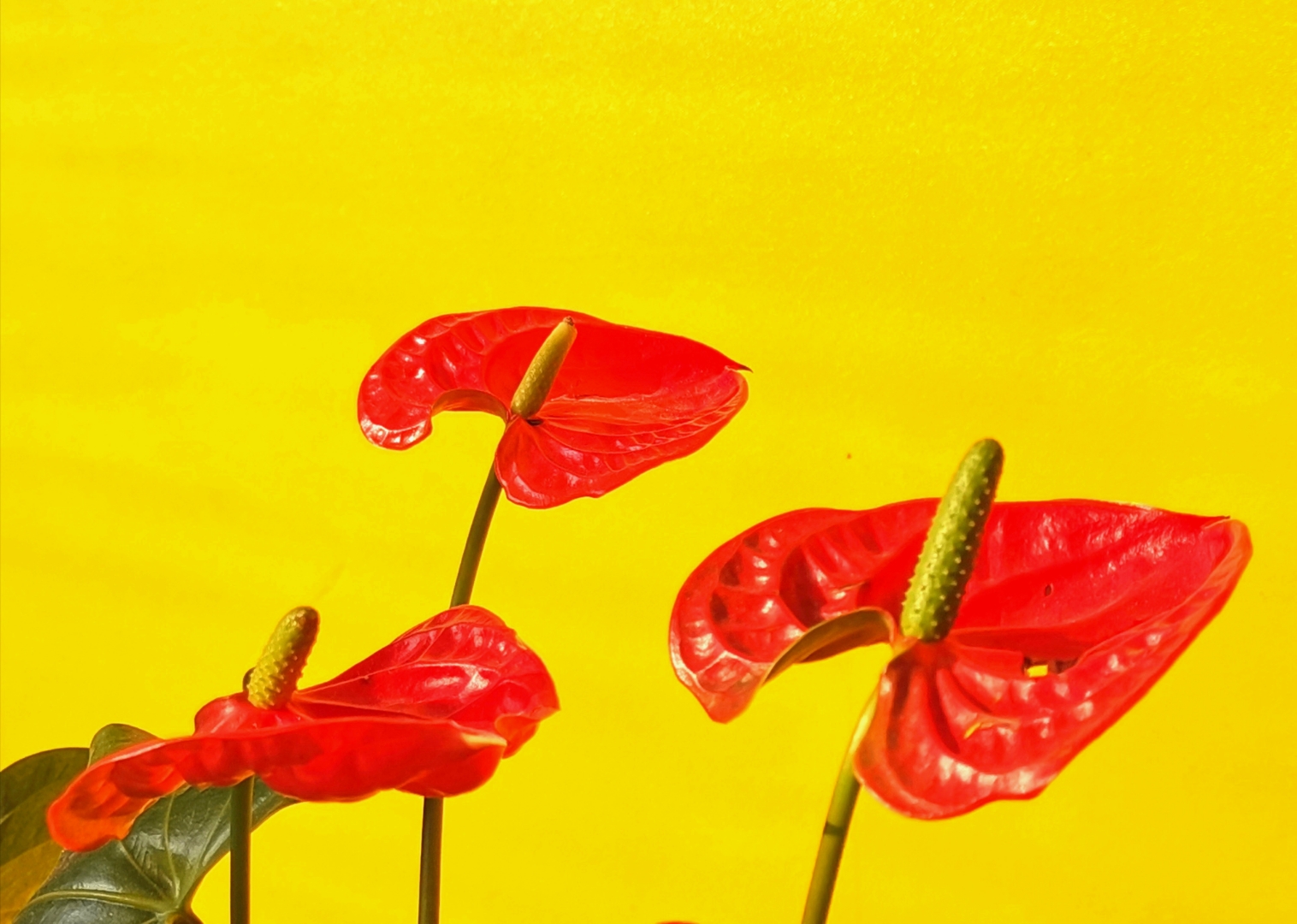 七绝(花烛偶感) 初寒苦趣若时逢,旷淡开颜绽蕊容.