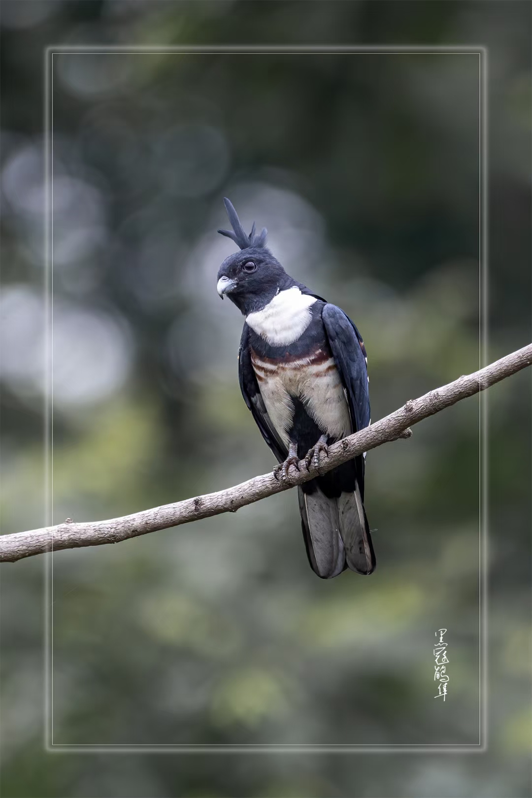 9595这只黑白相间的黑鹳鹤隼,拥有尖尖的帽子,实在太奇特了!