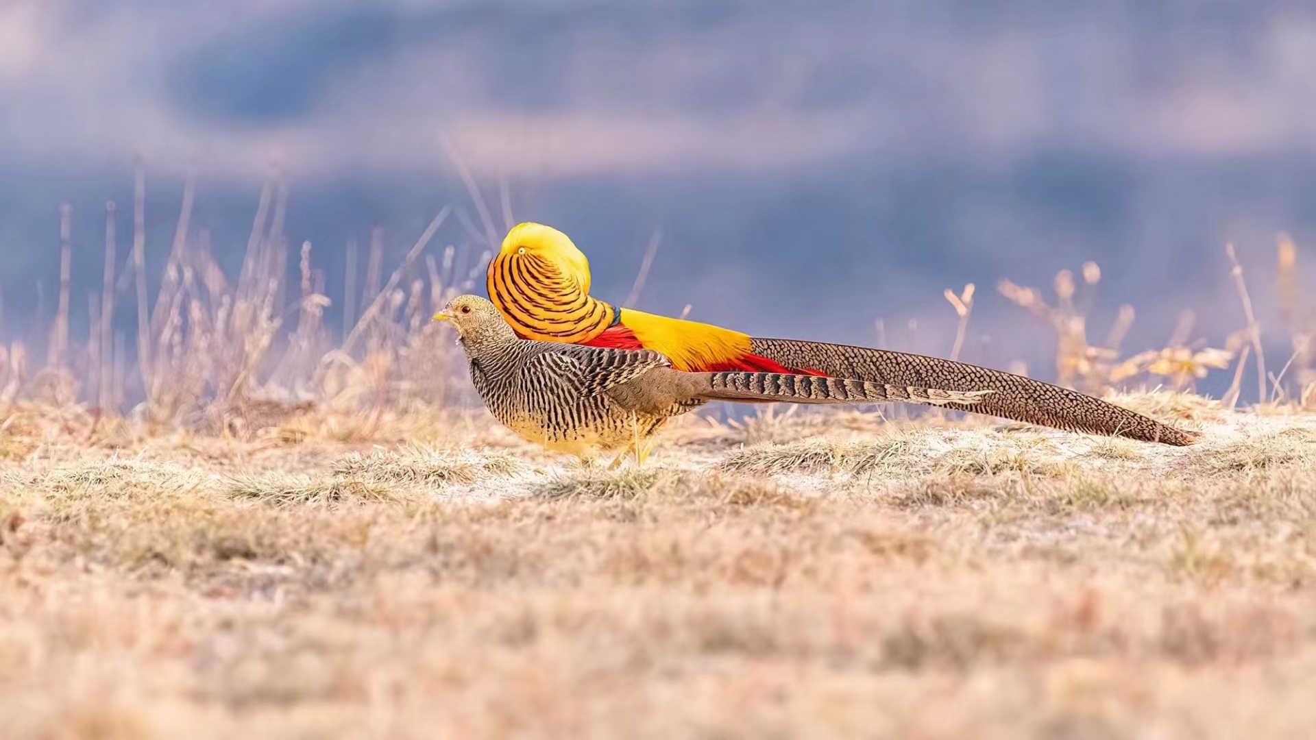 "阳光下,金鸡在草地上展翅,红通通的羽毛如烈火般鲜艳,旁边还有一只