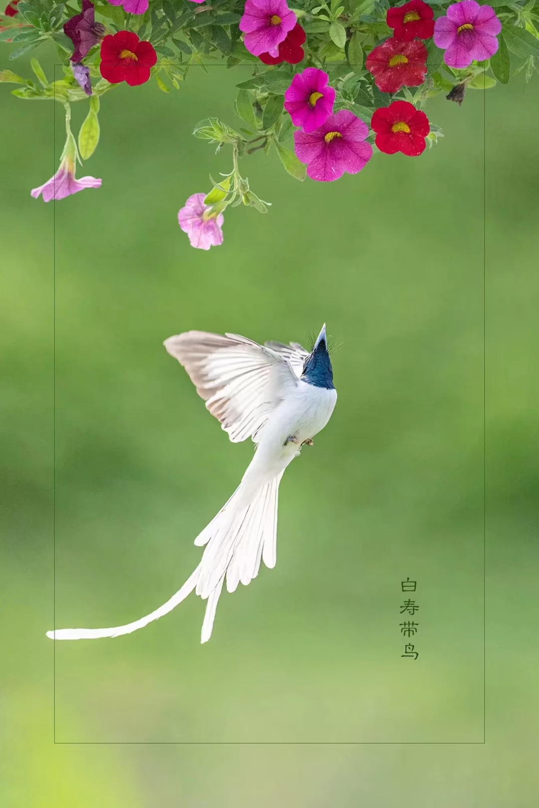 "森林与灌木丛中的精灵,白寿带鸟的优雅身影仿佛在诉说着大自然的诗篇