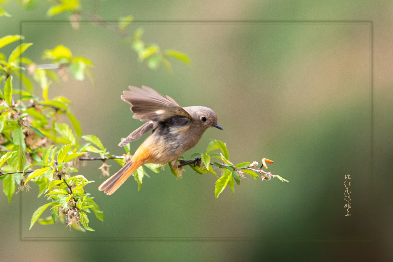 这只小鸟站在树枝上,仿佛在聆听树叶的低语