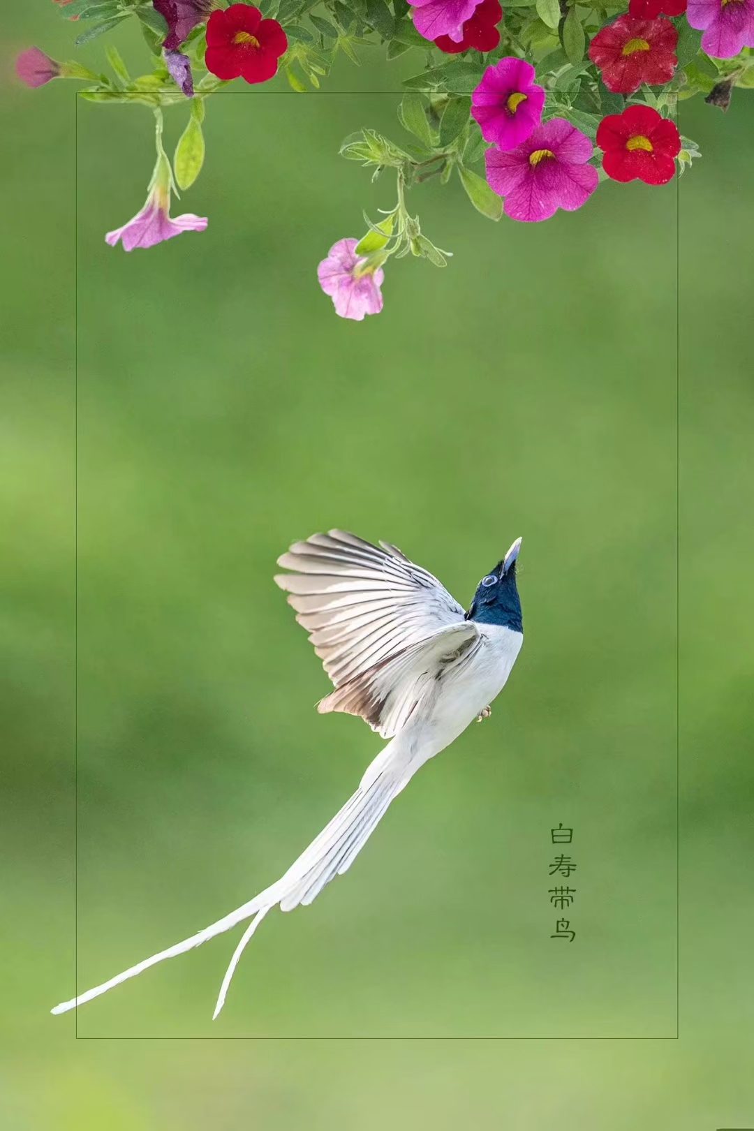 "森林与灌木丛中的精灵,白寿带鸟的优雅身影仿佛在诉说着大自然的诗篇