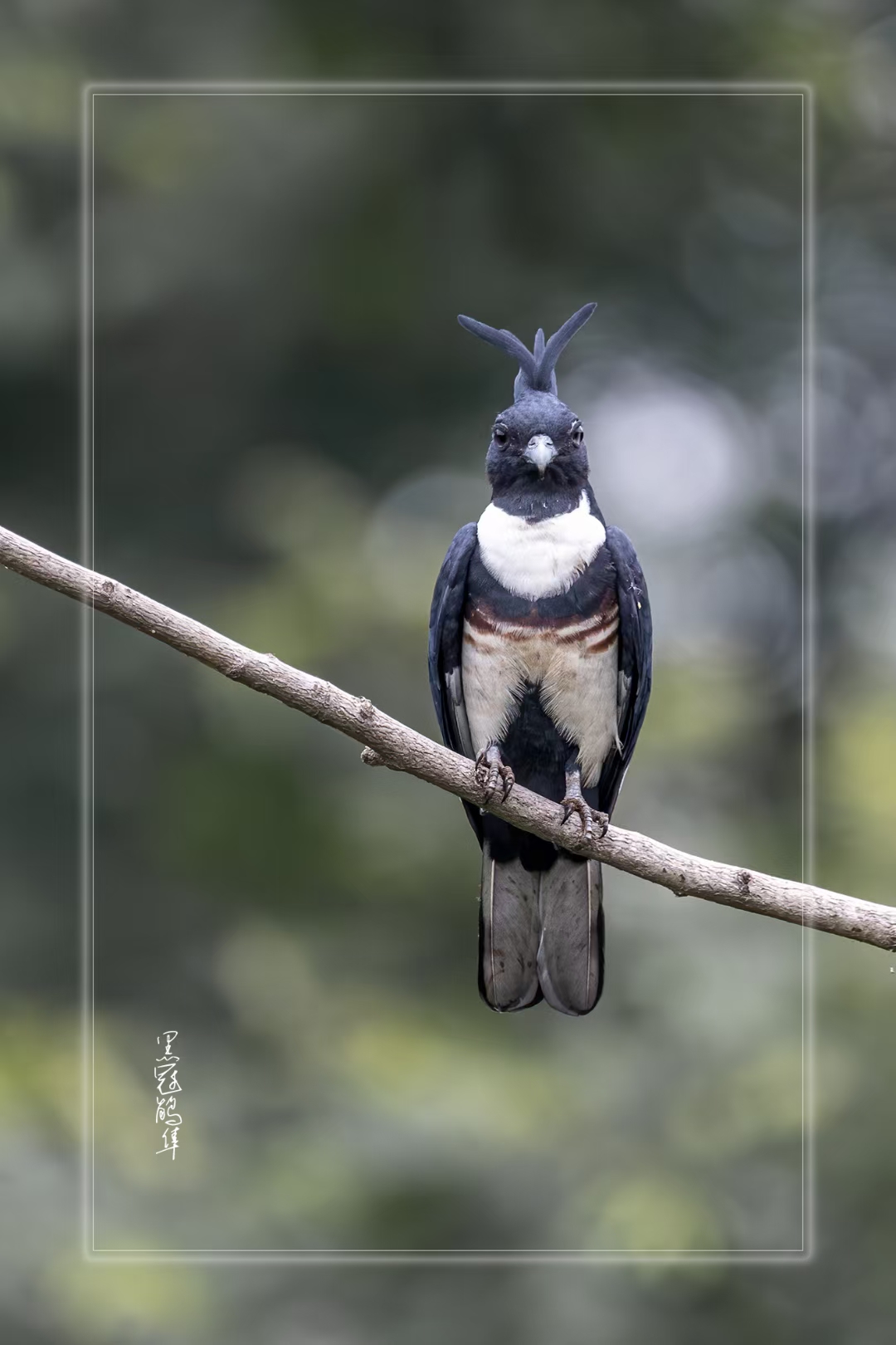 9595这只黑白相间的黑鹳鹤隼,拥有尖尖的帽子,实在太奇特了!
