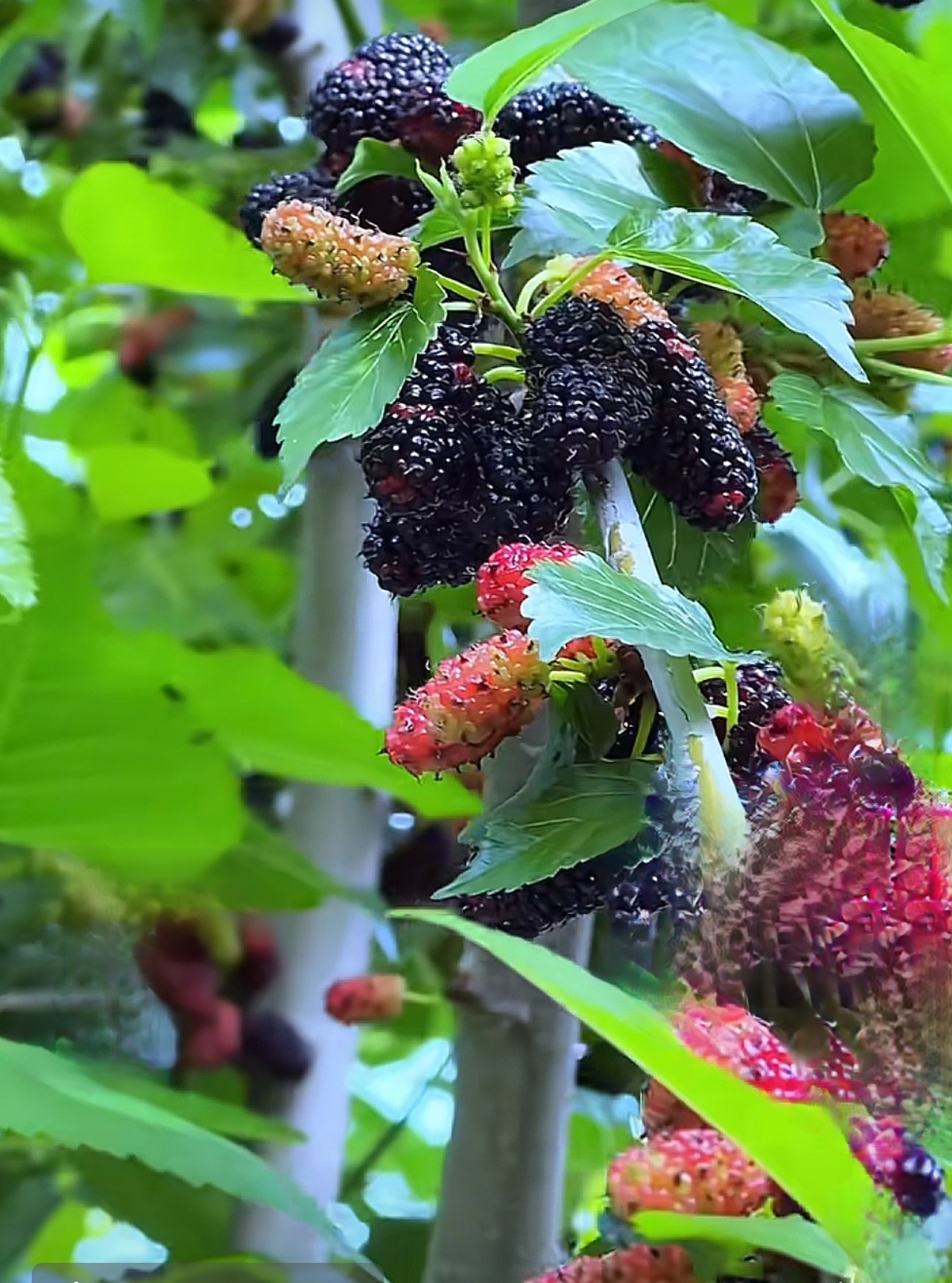 桑树叶黑芝麻加蜂蜜(黑芝麻加桑叶加蜂蜜的作用)