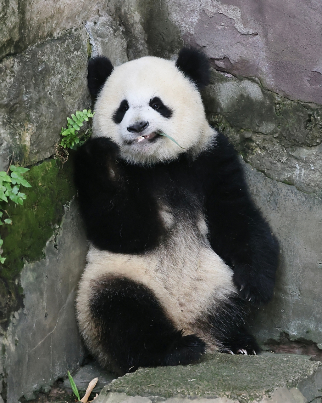 重庆动物园的大姐大渝爱和她的费奶妈的老弟渝可,和重庆动物园四喜