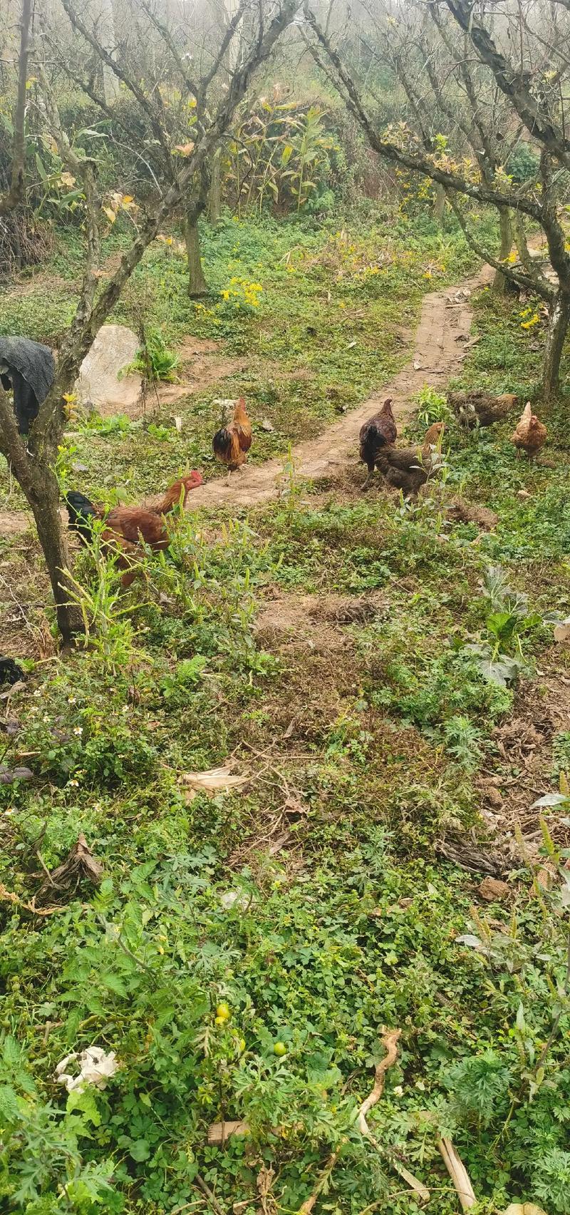 在乡村的怀抱中,时间仿佛慢了下来