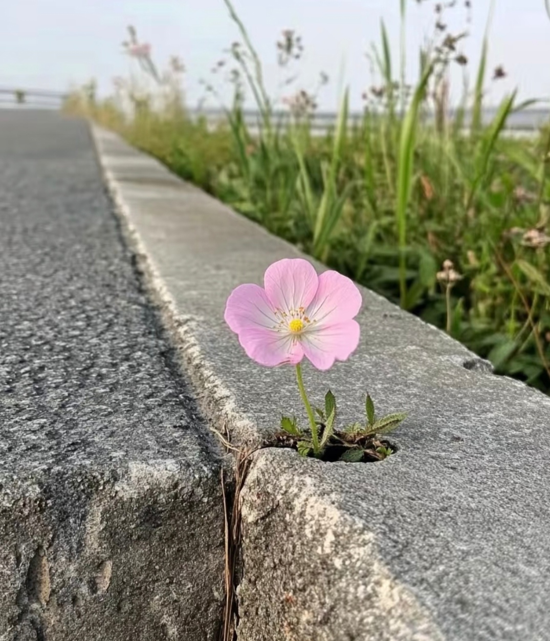 这朵小花,是大自然赋予我们的勇气与希望的象征