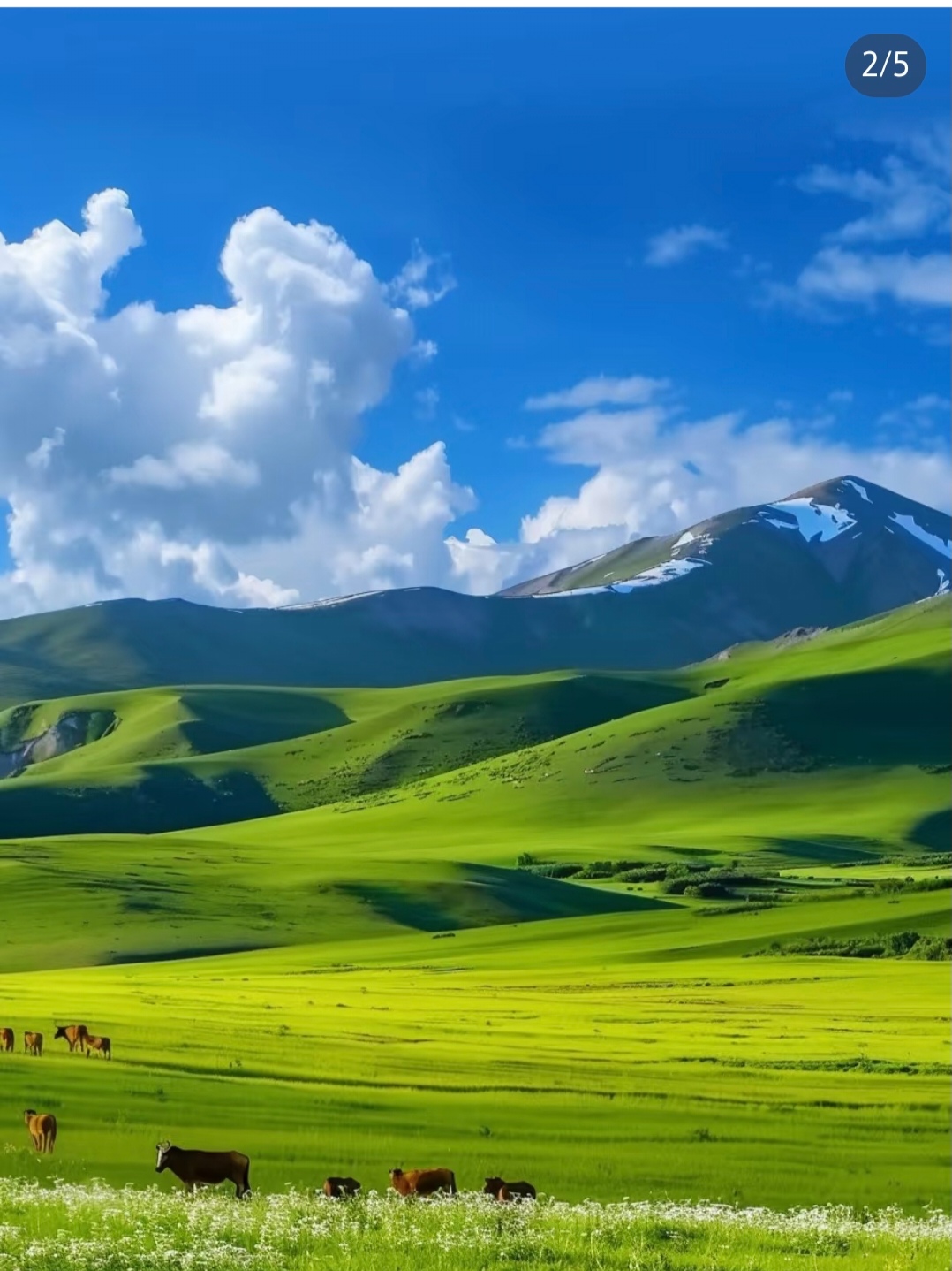 那里有广阔无垠的绿色草原,点缀着悠闲吃草的马群,远处是连绵起伏的