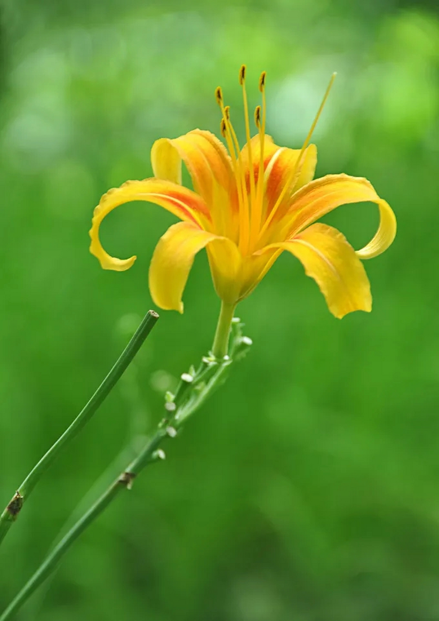 每天认识一种植物# 鲜花介绍——萱草  萱草,又称金萱草,黄萱草,是一