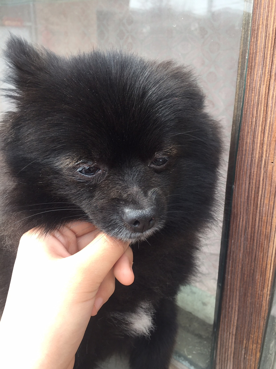 黑色的博美,第一次见,好可爱