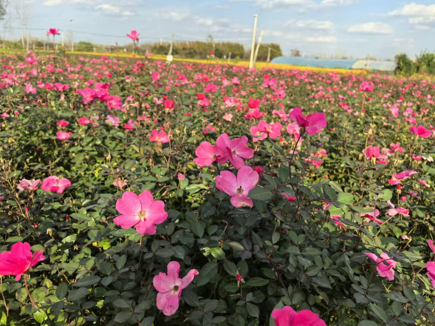 丰花月季竞相绽放,犹如丰花月季图片丰花图片丰花月季有小桃红吗花的