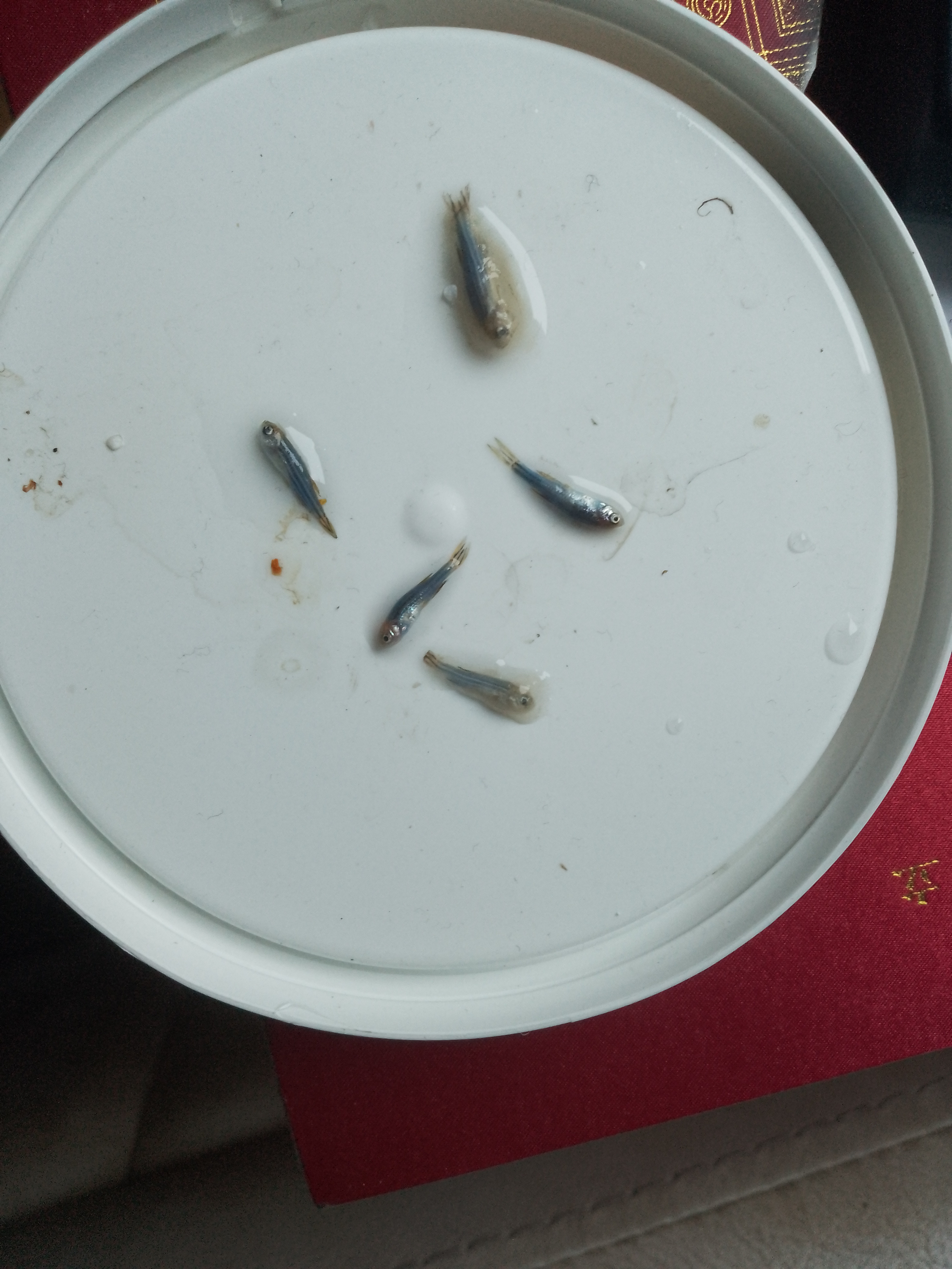 斑马鱼非常不耐低温,低于20度就挂了