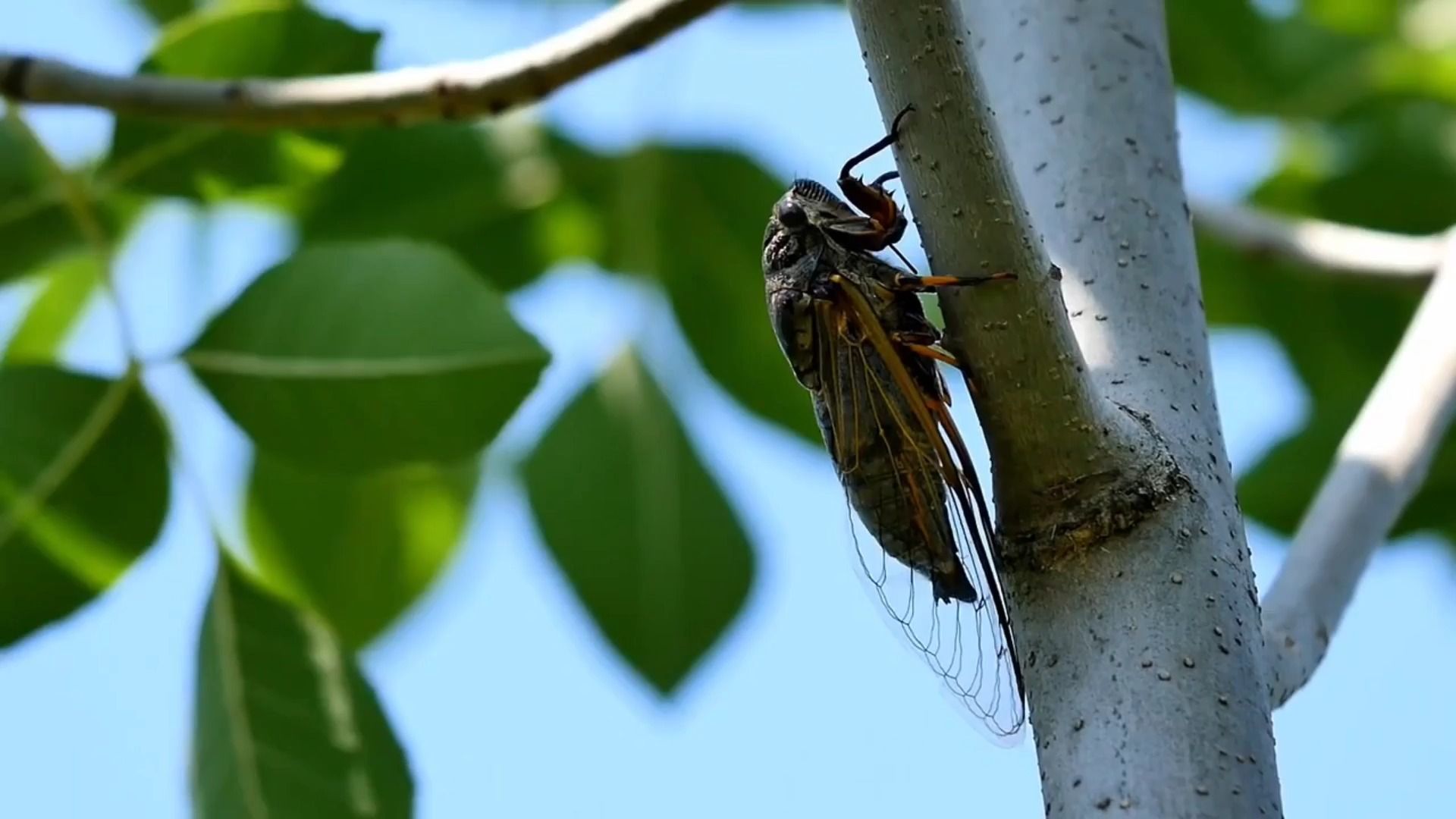  听蝉> 绿叶遮天小径幽, 蝉鸣高树清风柔.