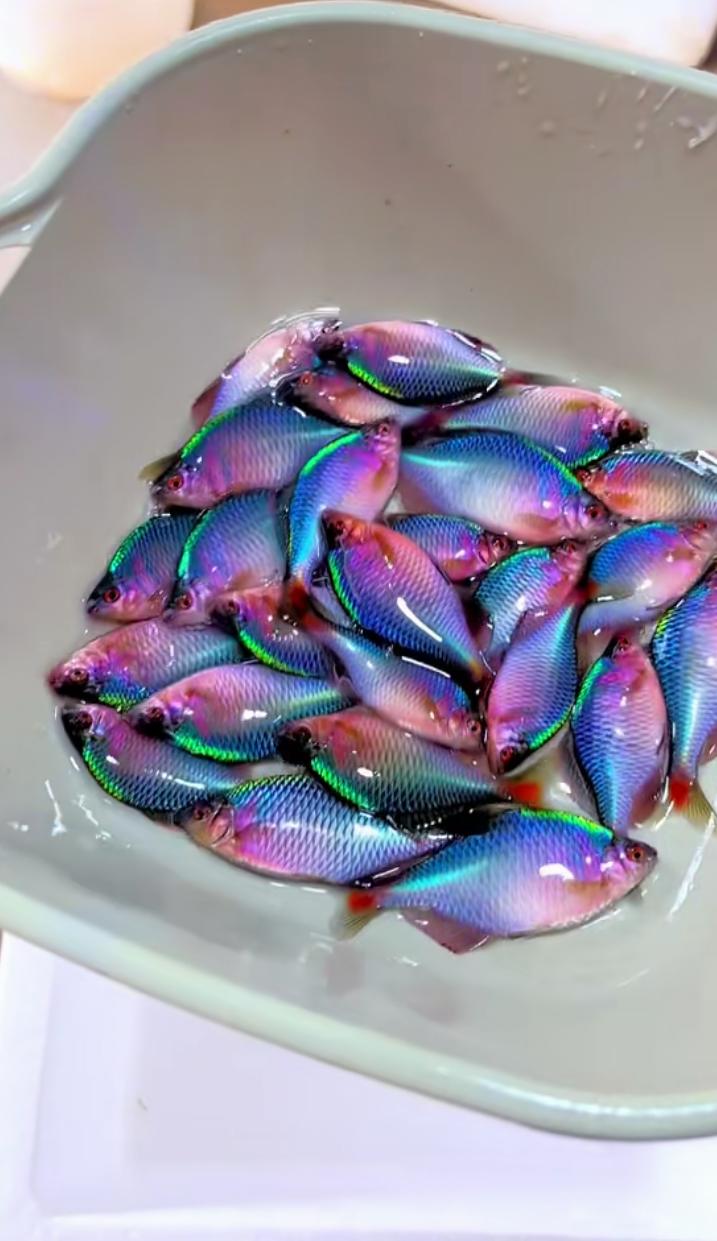 在一个浅色的陶瓷碗里,这些小鱼犹如海底的宝石,熠熠生辉!