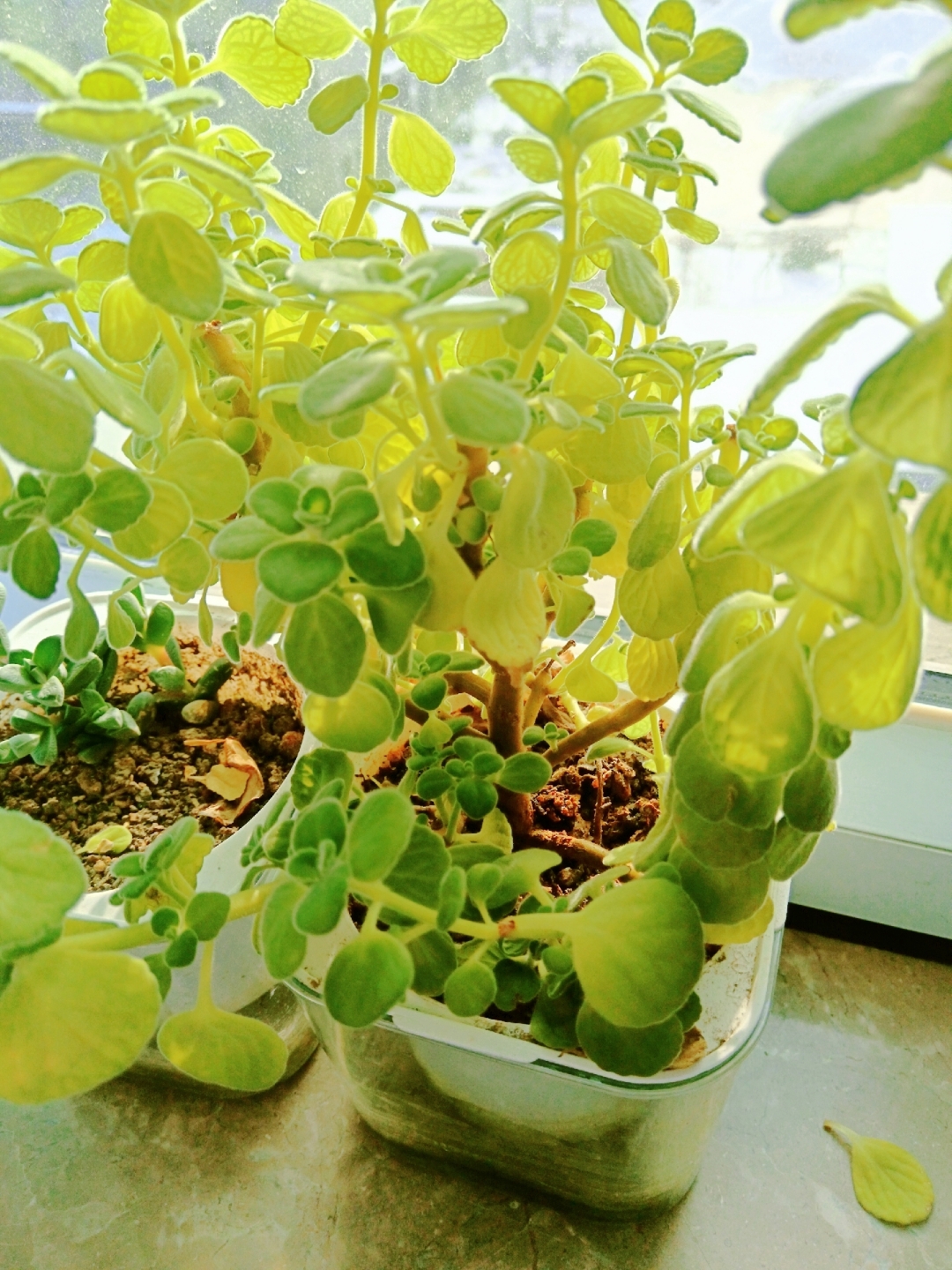 在我们学校别的班发现的这个是什么植物啊摸起来毛茸茸的