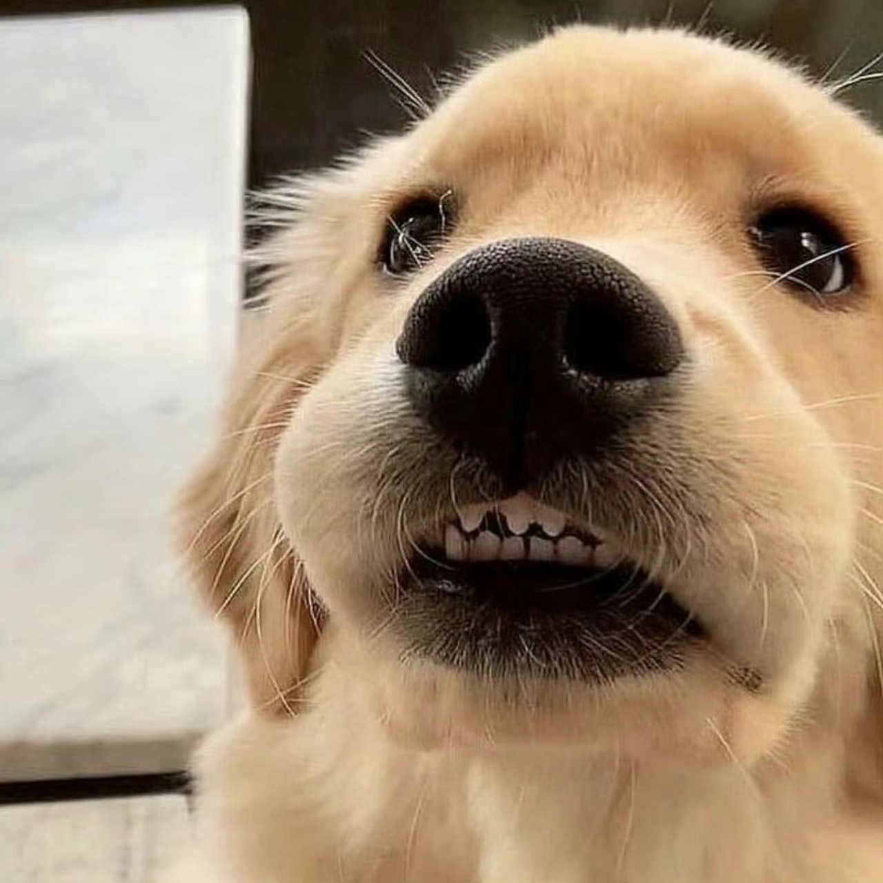 阳光开朗大男孩 金毛小狗头像 长得憨憨的,其实超级聪明的,最爱小鸡毛