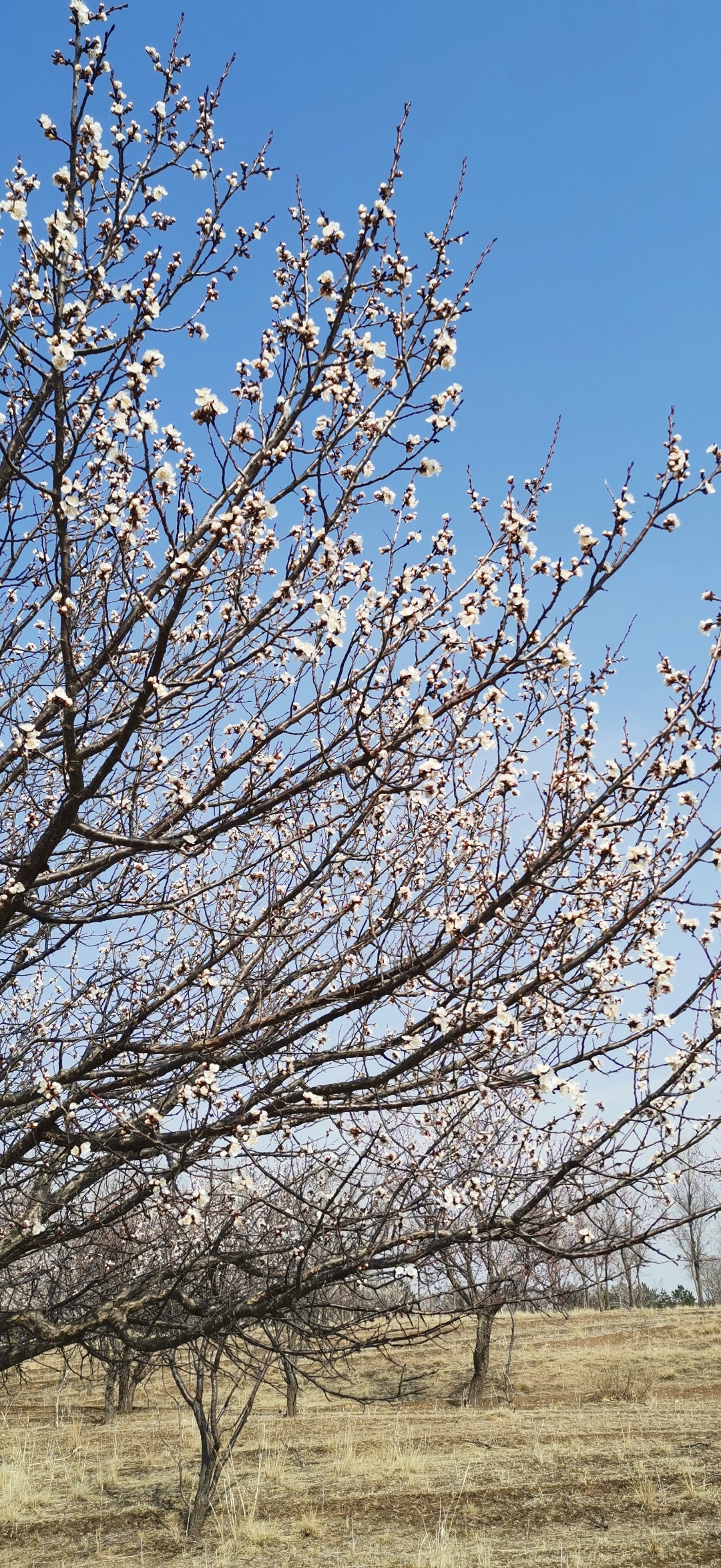 春天来了,春回大地,万物复苏