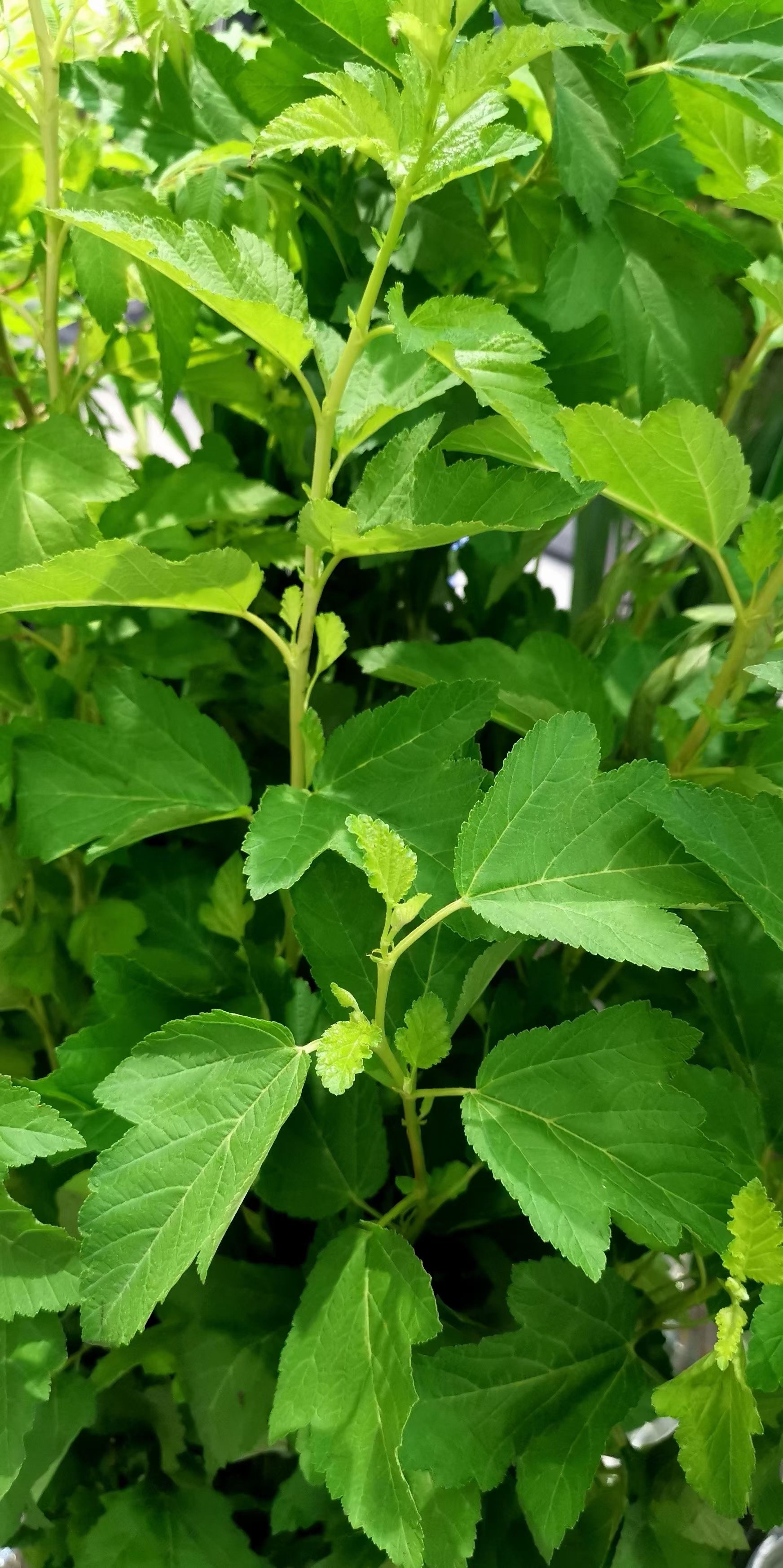 圆柱形树形植物图片