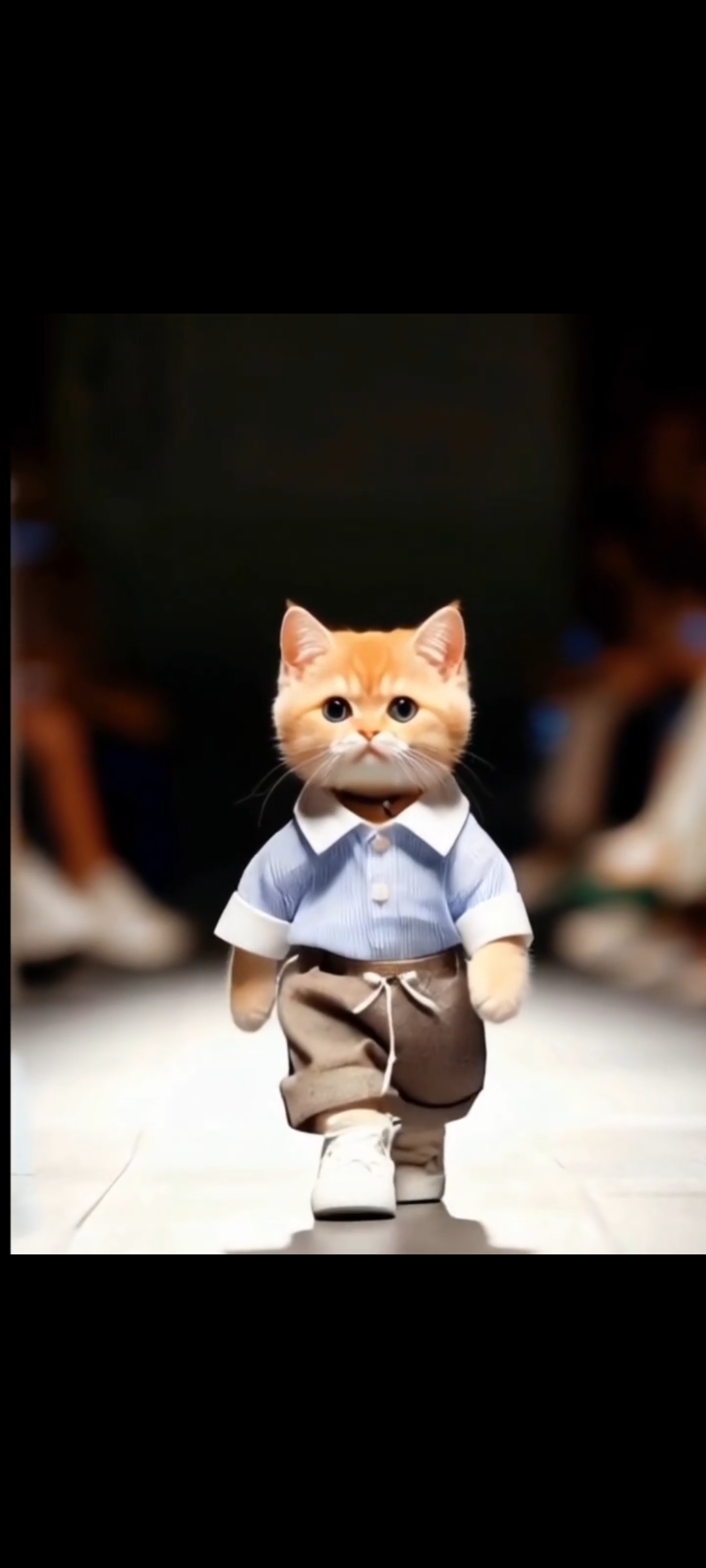 小猫化身时尚超模,身着不同服装走 t 台.