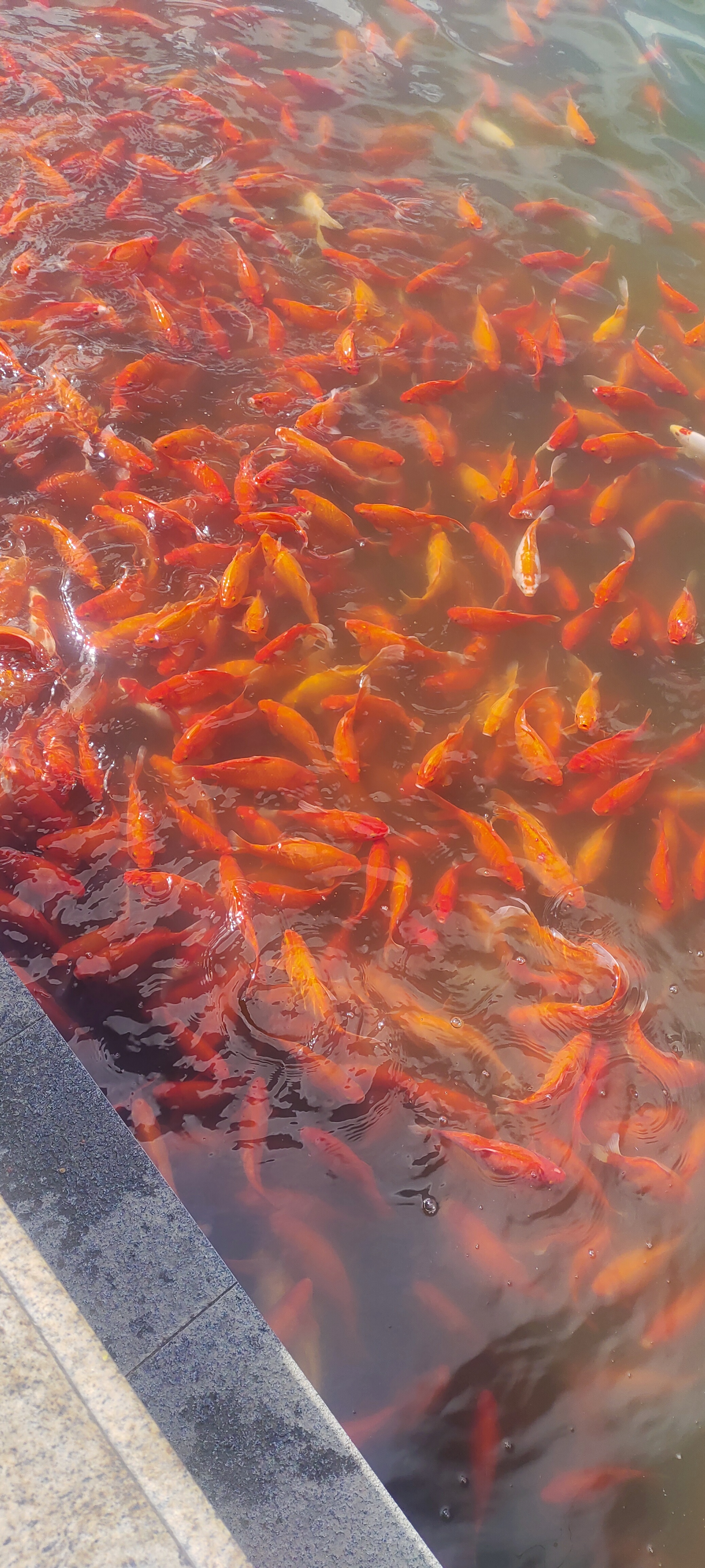 哇塞,这池塘里全是闪闪发光的金鱼,撒下点馒头碎,瞬间好多小金鱼簇拥
