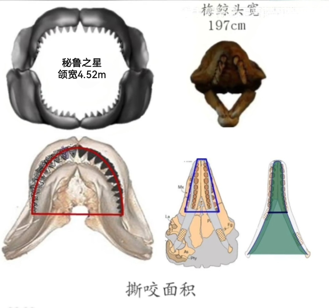 四贺噬抹香鲸图片