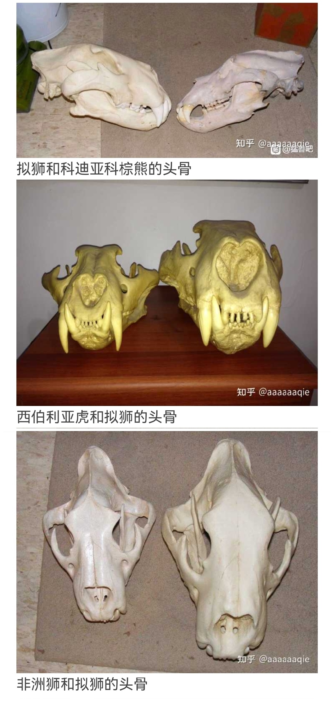 无鬃狮是狮子吗?  1.