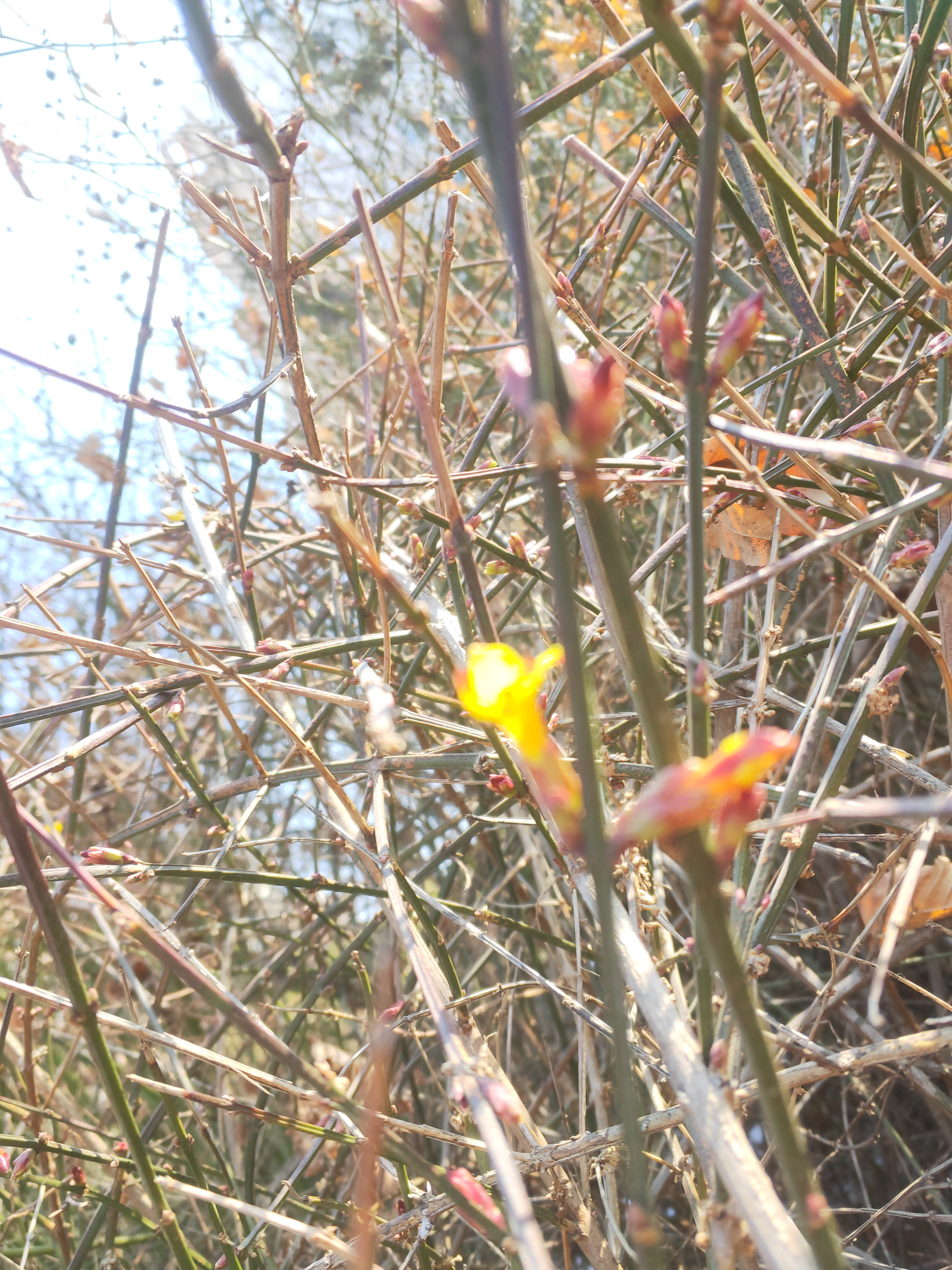 迎春花花苞样子图片