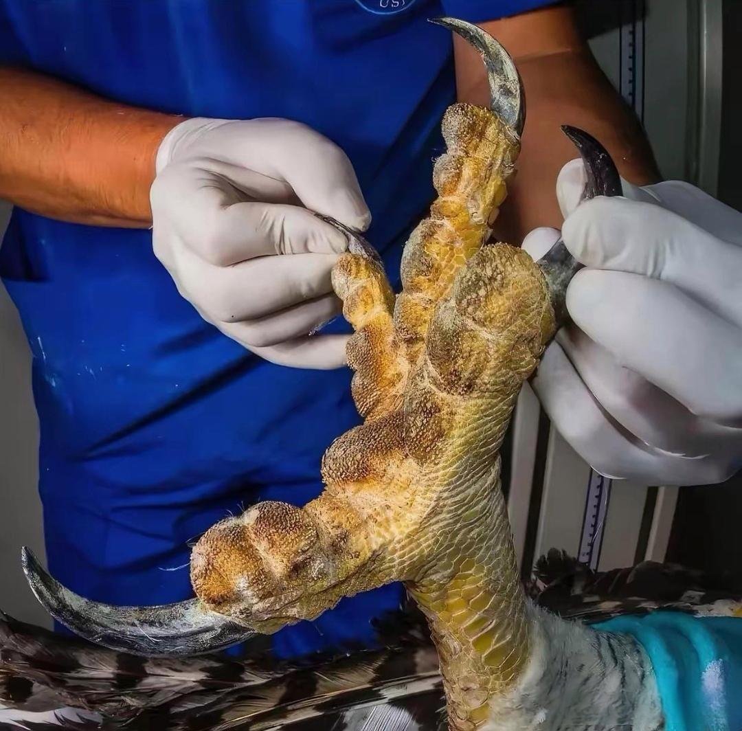 怪不得说老鹰能抓羊呢 就这爪子,你说它能抓狼我都信啊 怪不得说猛禽