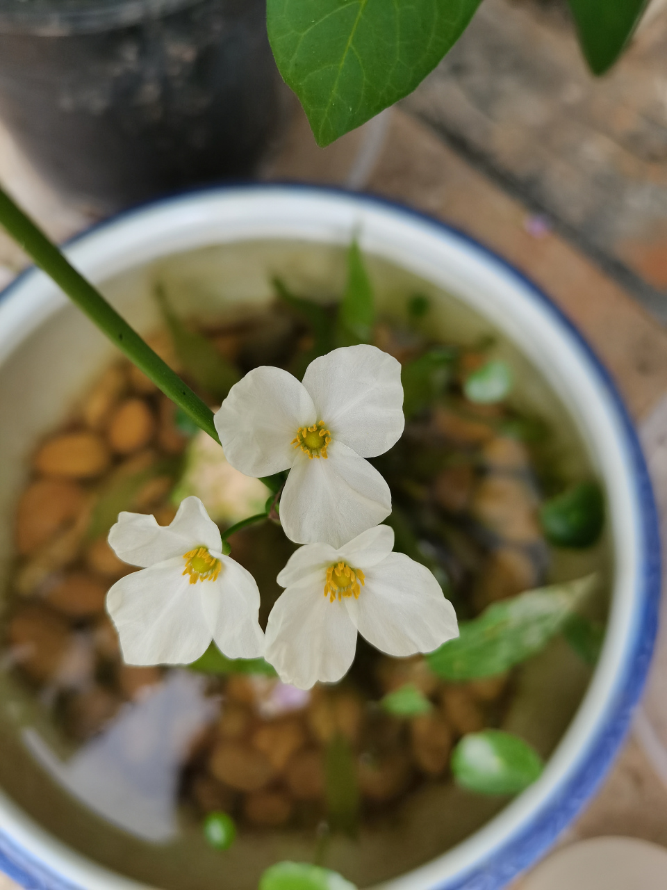 三瓣花寓意图片