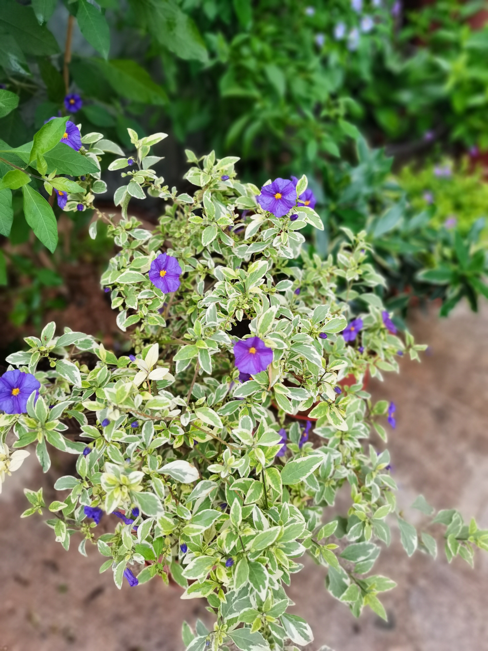 花叶蓝花茄品种来了,可观叶,可赏花.植株比绿叶品种更小巧,紧凑.