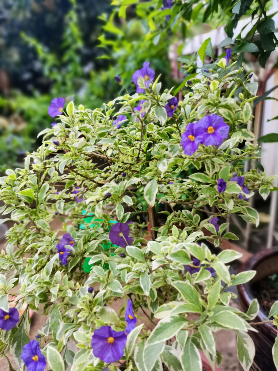 花叶蓝花茄品种来了,可观叶,可赏花.植株比绿叶品种更小巧,紧凑.