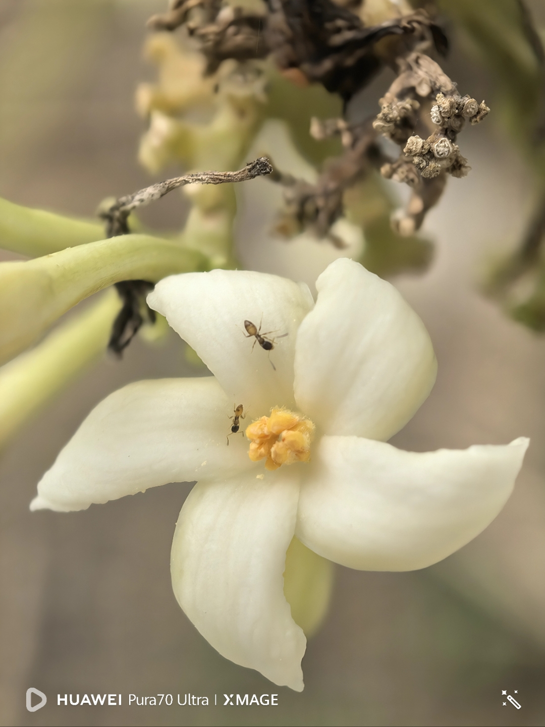 木瓜花开了啊,真是美极了!