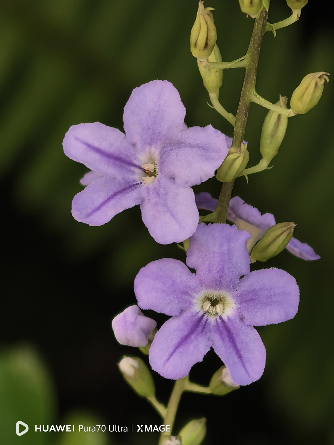 路边紫色的小野花 路边,一朵朵紫色的小花静静地绽放,它们像是大自然