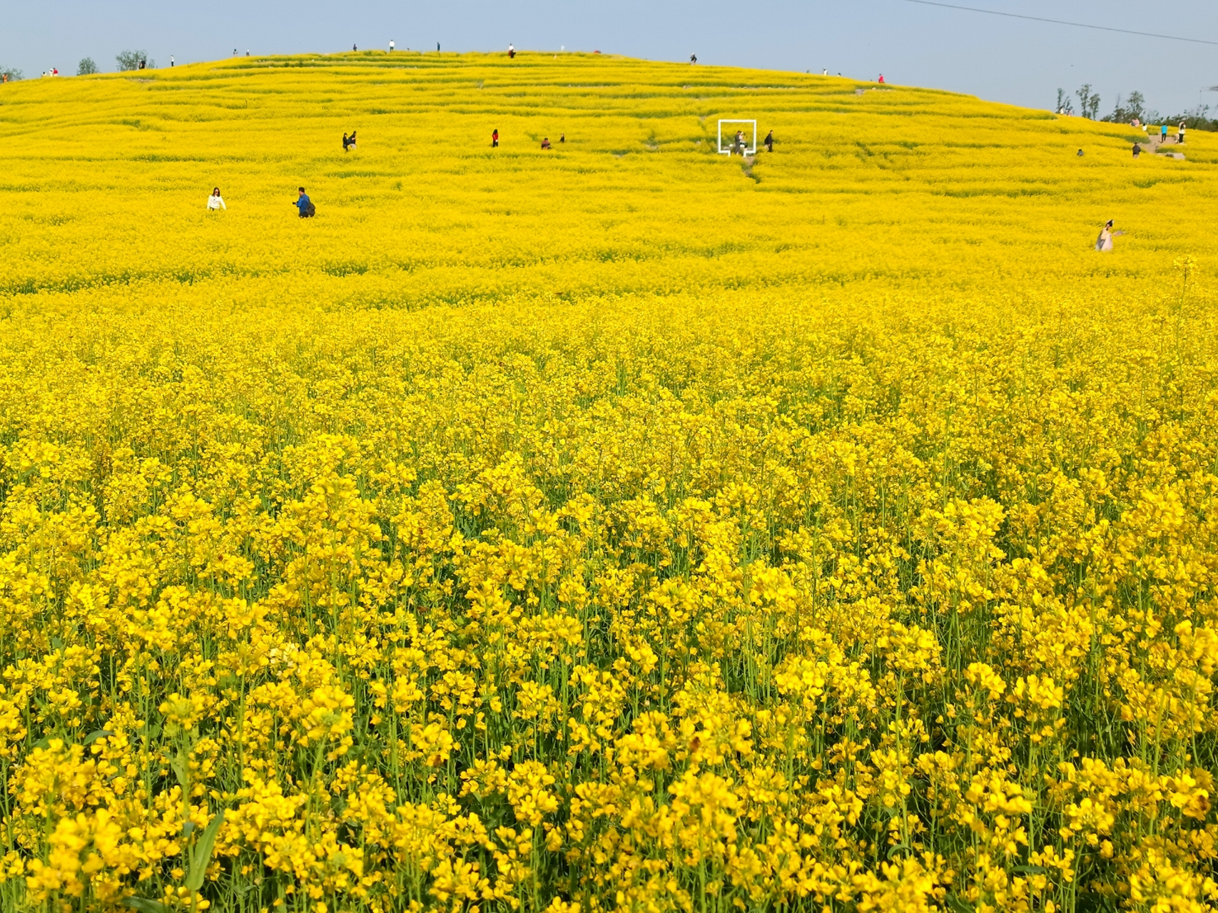 今日打卡网红地温榆河公园油菜花海