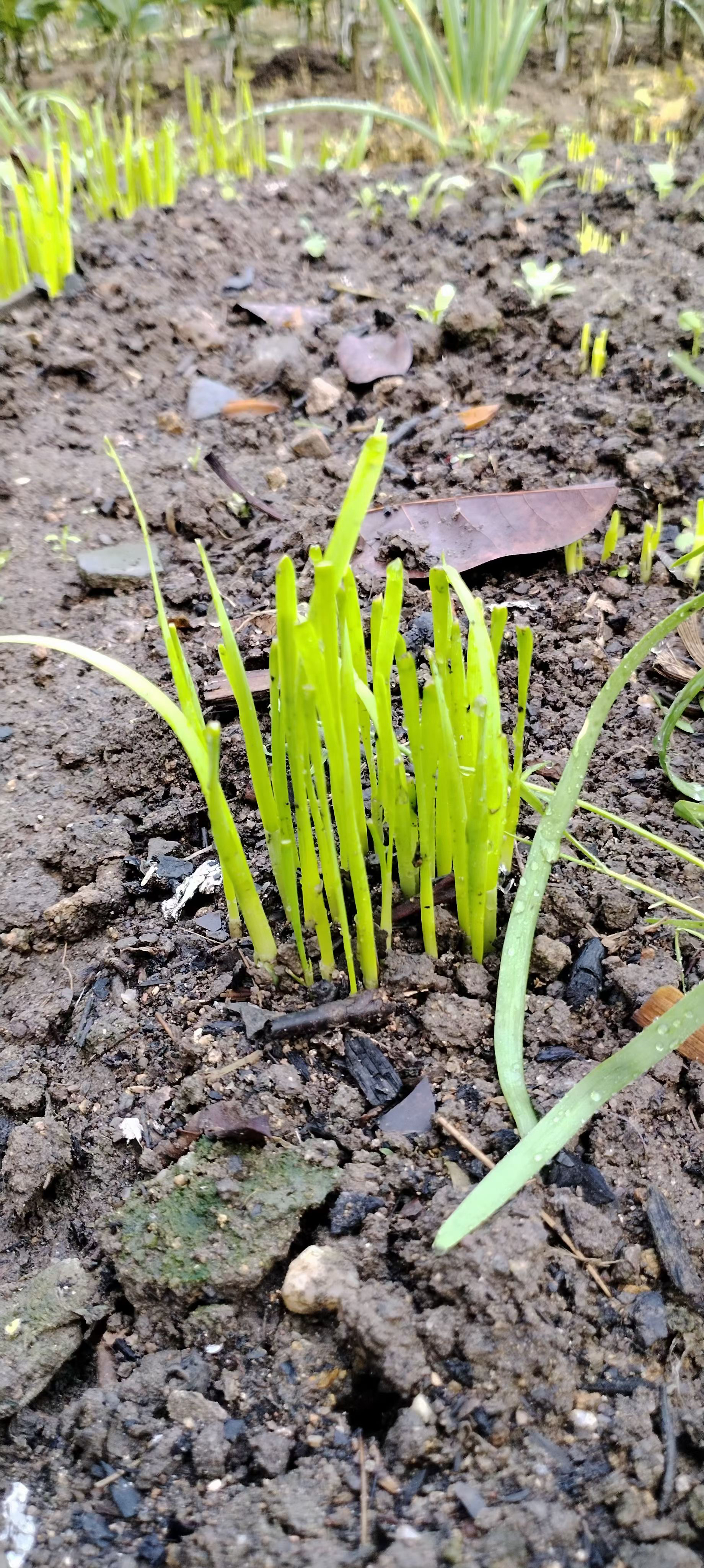 韭菜发芽的样子图片