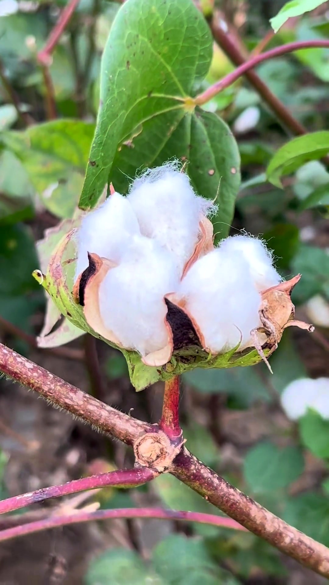 棉花有"作物之王"的美称,至今已有2000多年的历史,棉花原产于亚热带