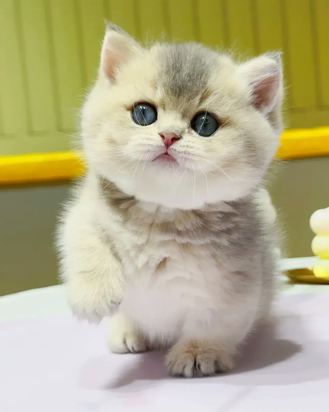喜欢养猫的朋友赶紧看过来,了解各种宠物猫的习性和优缺点,选择一款