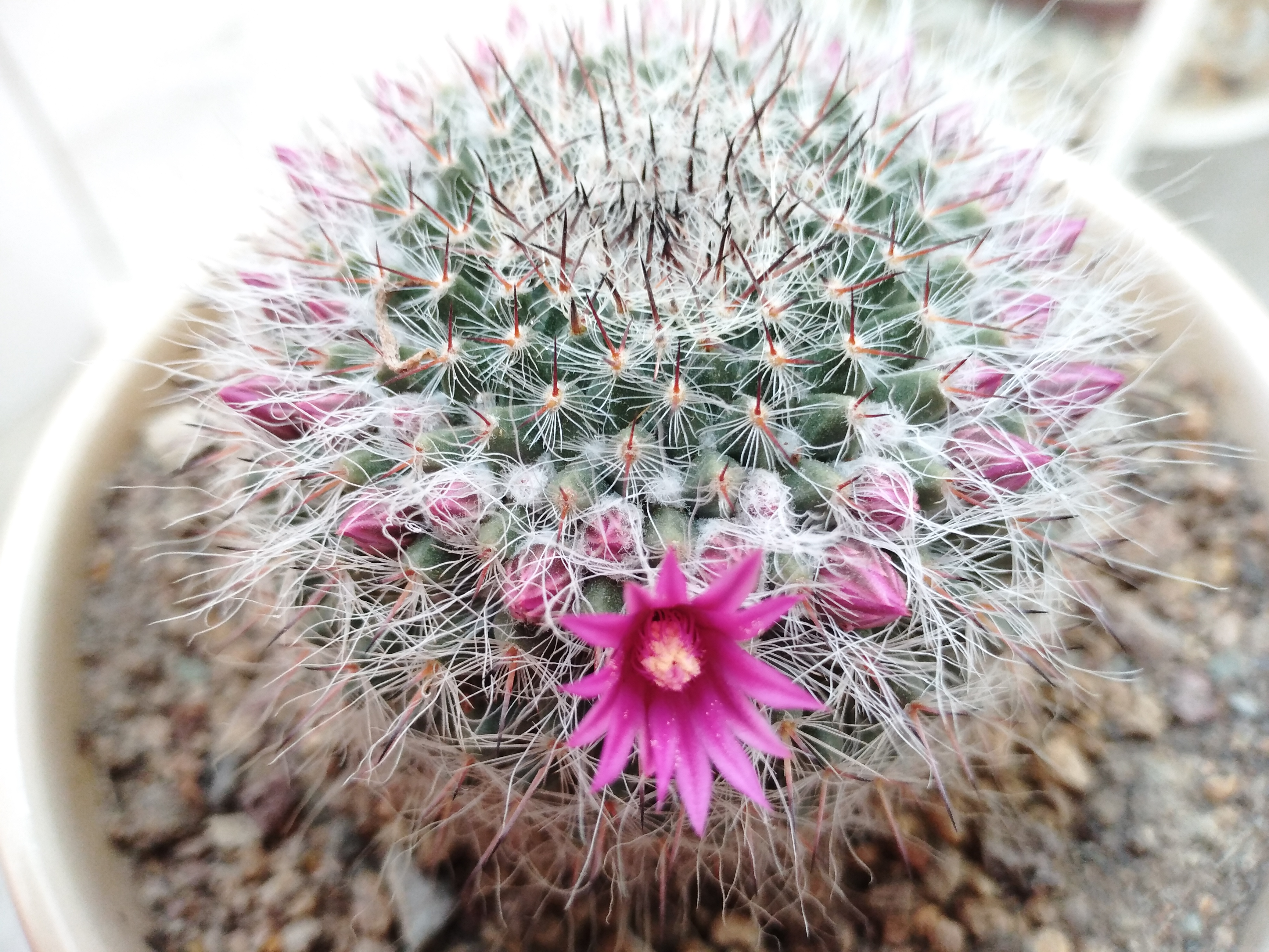 初雪,零下六度,玉翁开了!