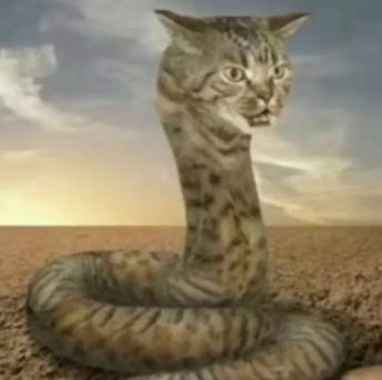 来自800万年前的鄙视和50多年历史的巨蟒蛇