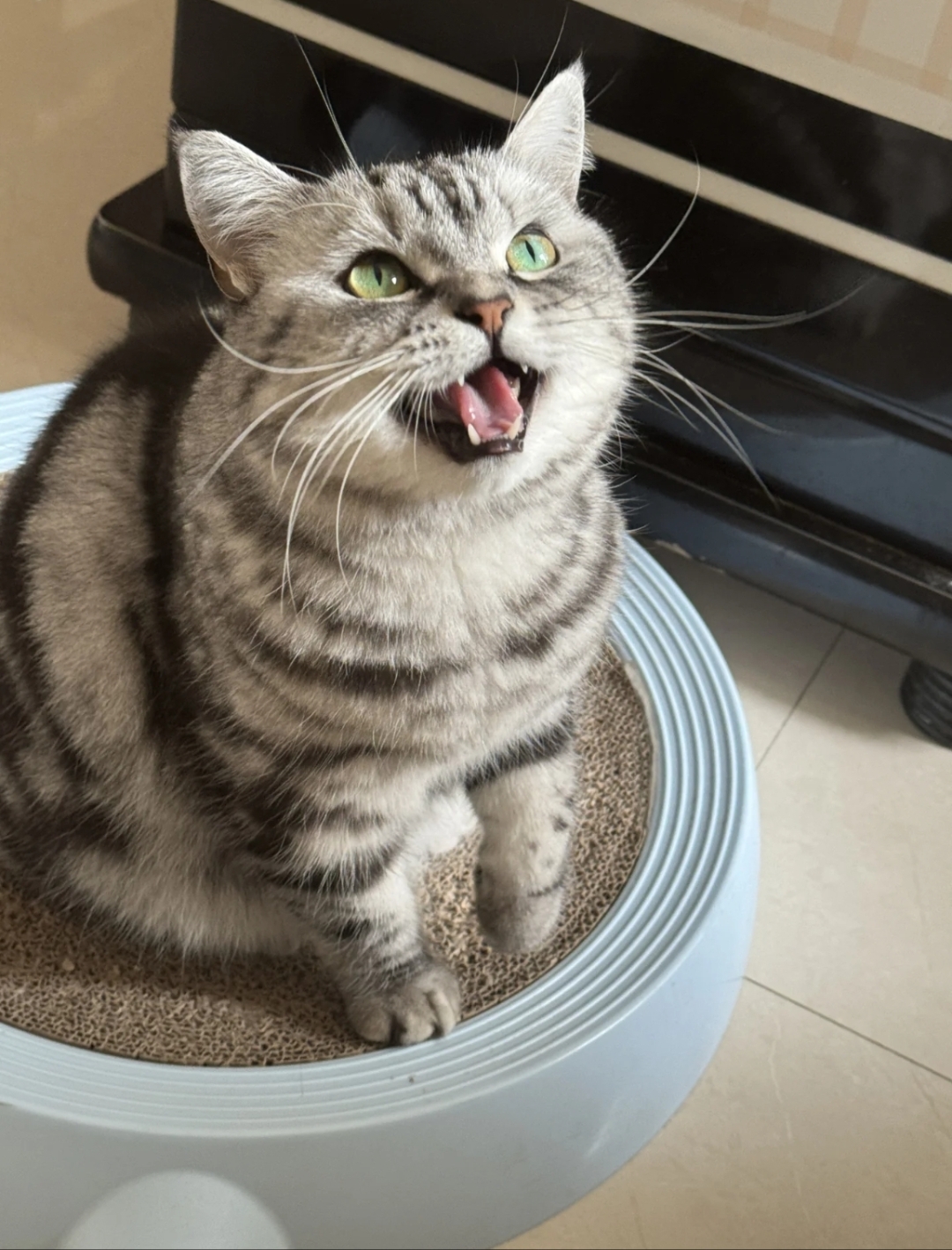 猫表情包混混喵喵大乱斗猫咪总是对你喵喵叫小猫咪可爱的叫图片声会叫