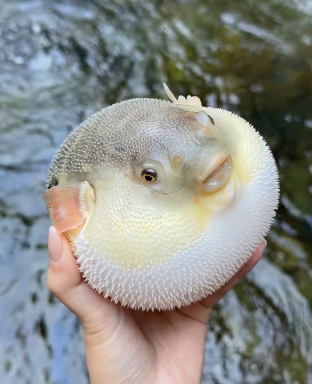 河豚,它在遇到威胁时,能快速吸水膨胀成球状,这是其独特的防御机制
