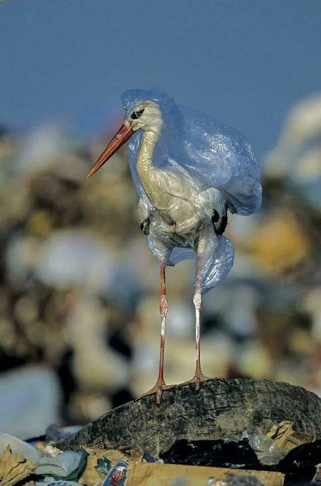 它并不知道,人类制造的这些垃圾,最终会变成吞噬它生命的陷阱
