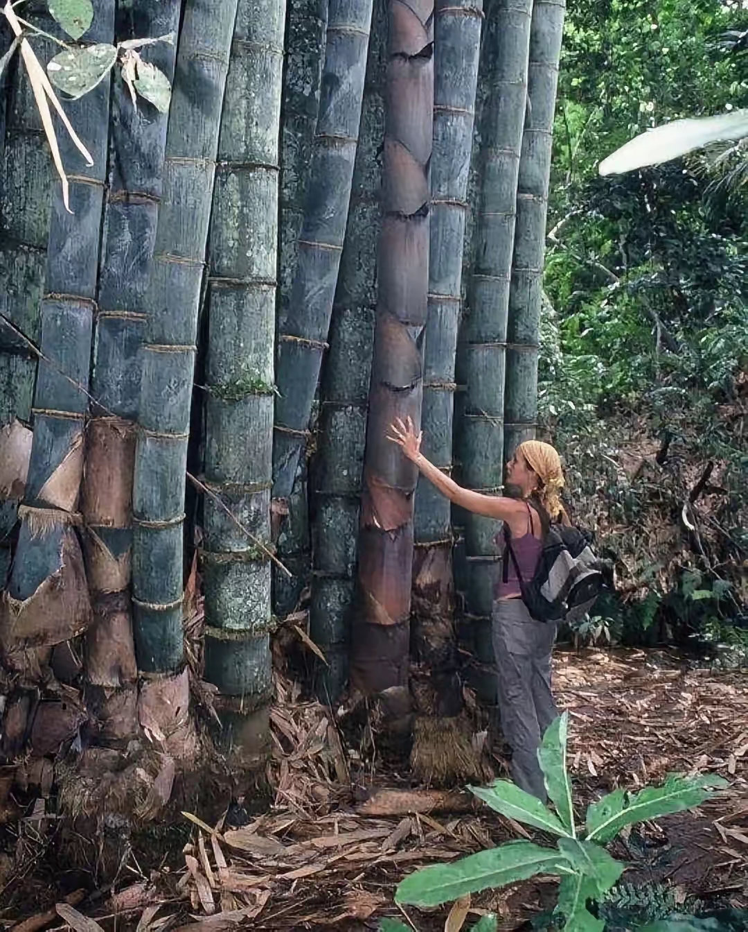 巨龙竹,世界上最大,最粗的竹子,它们最多可以长到45米,直径在30厘米