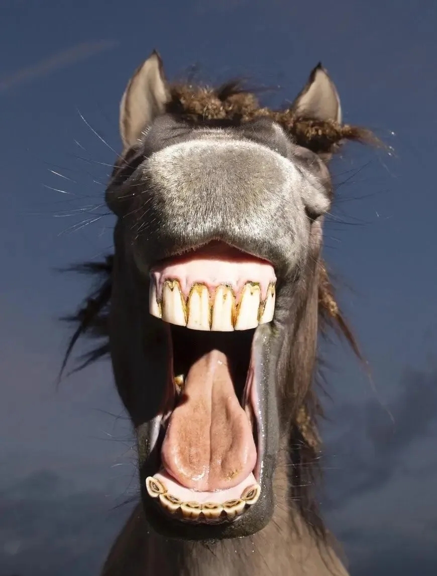 一张动物开怀大笑的图片