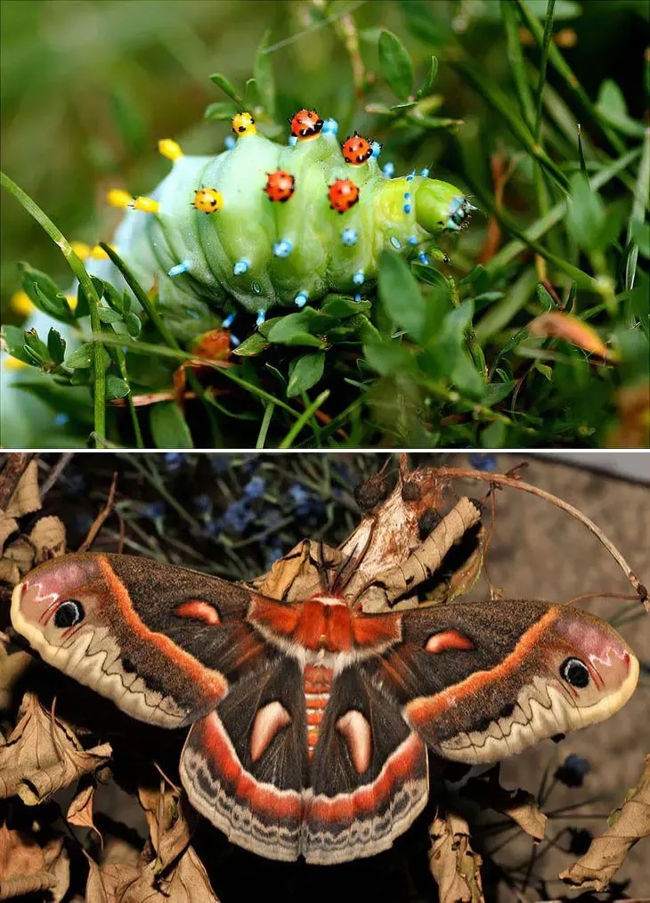 这是刻克罗普斯蚕蛾(hyalophora cecropia)的蜕变过程