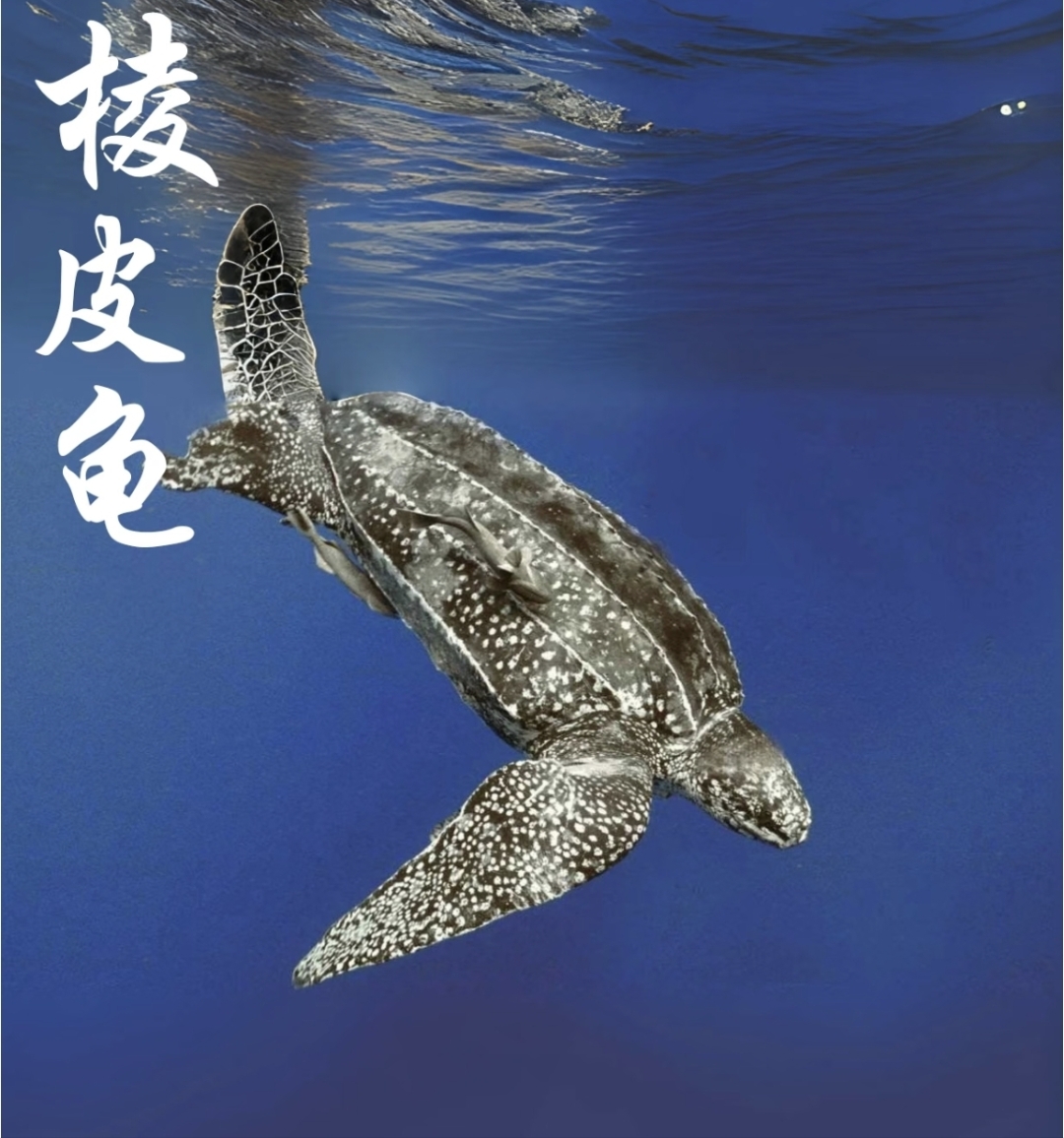 棱皮龟是目前已知体型最大的海龟种类