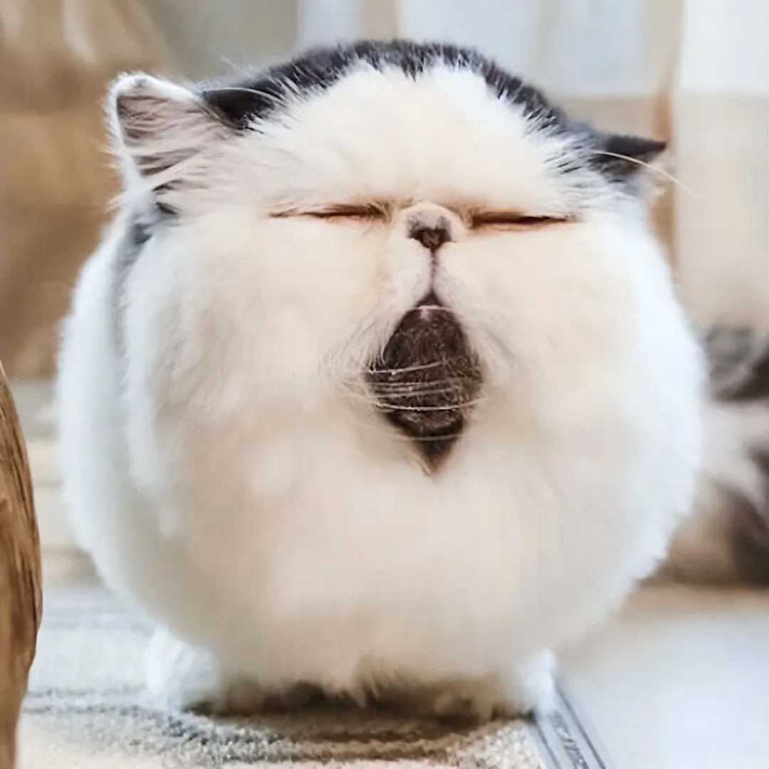 看完这些"球球",心都会被治愈得软涸补龉 胖乎乎的图片圆圆动物阶白